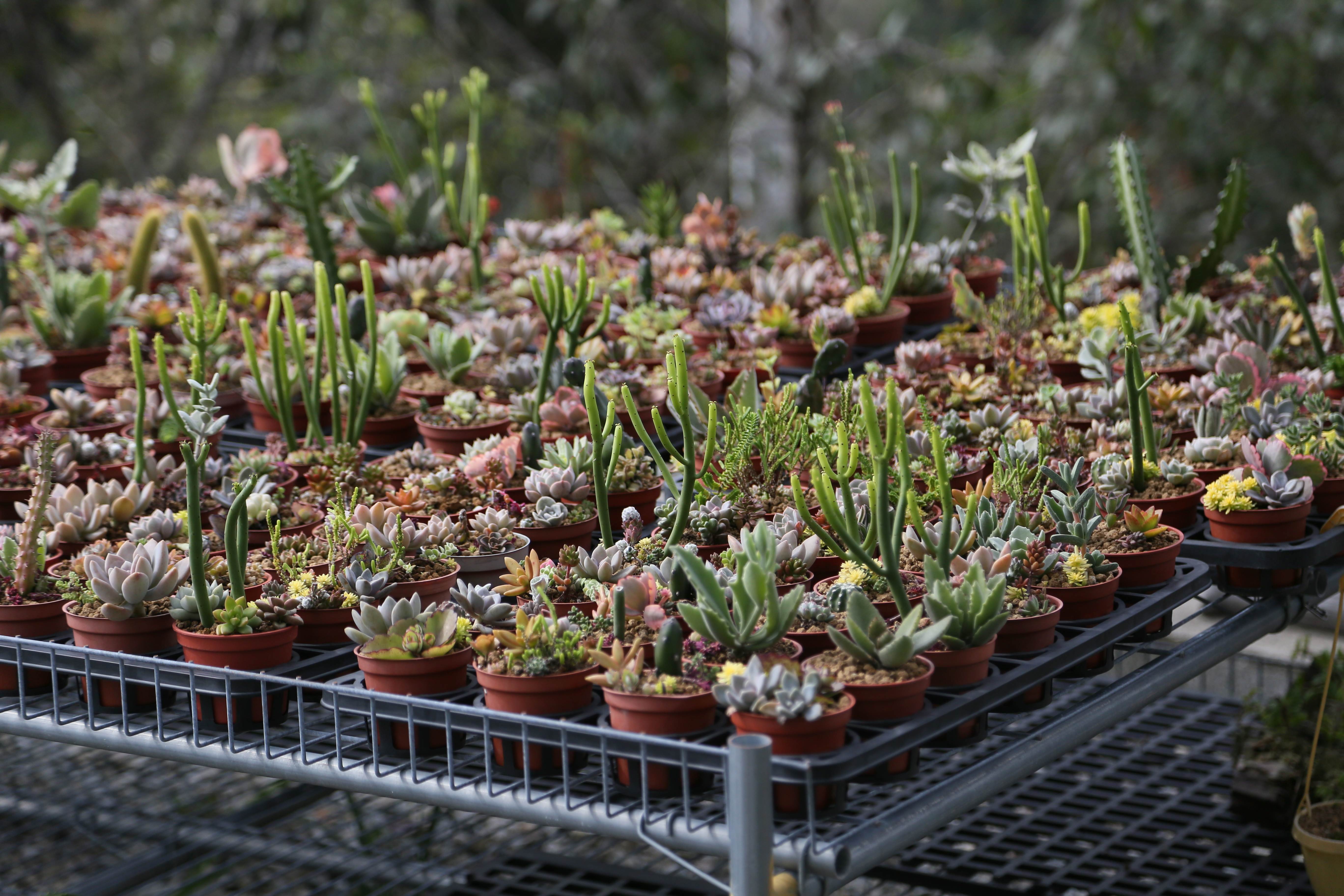 小小喵的天空 采恩農園 台灣休閒農業發展協會