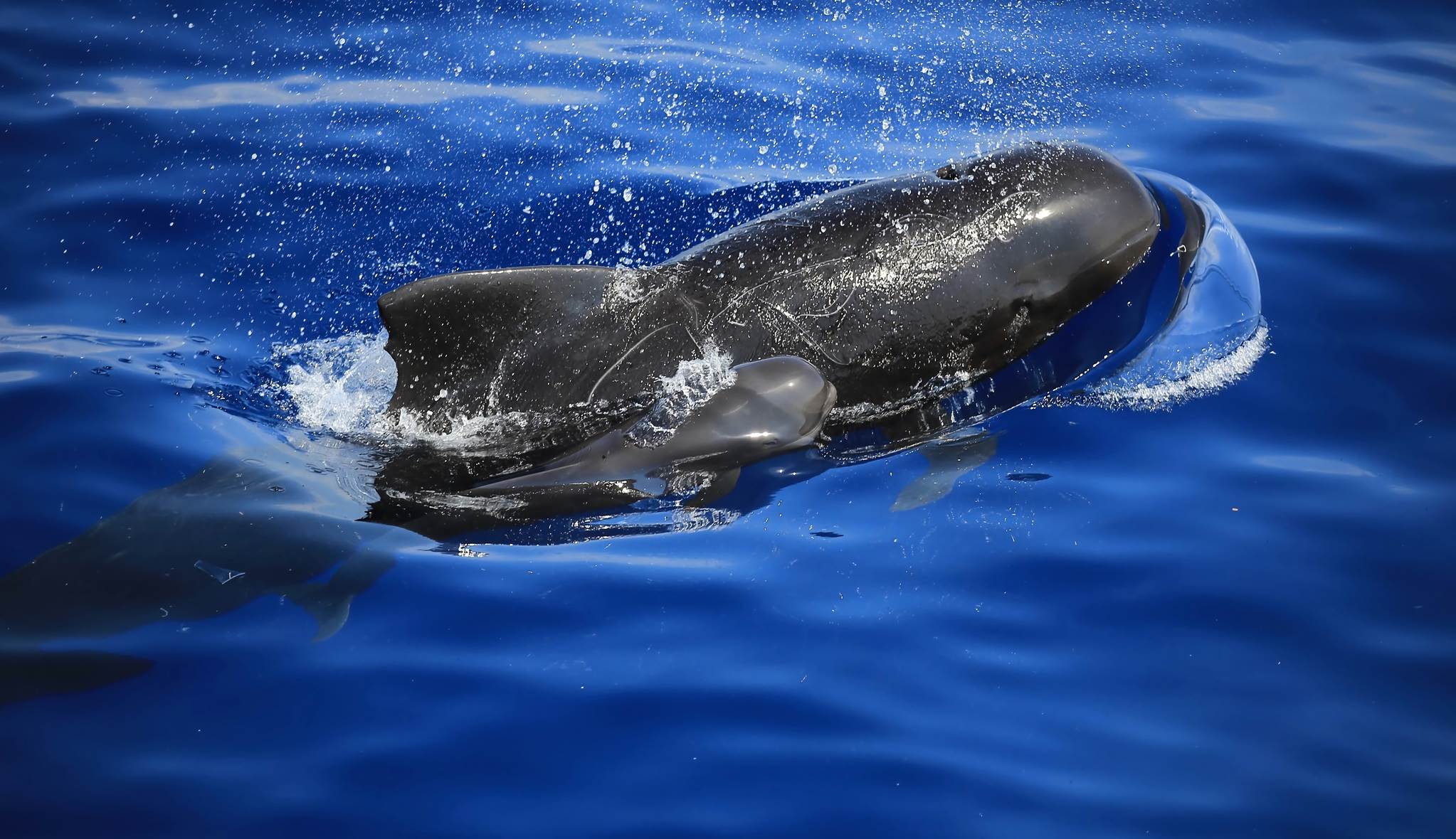 多羅滿賞鯨| 台灣休閒農業發展協會