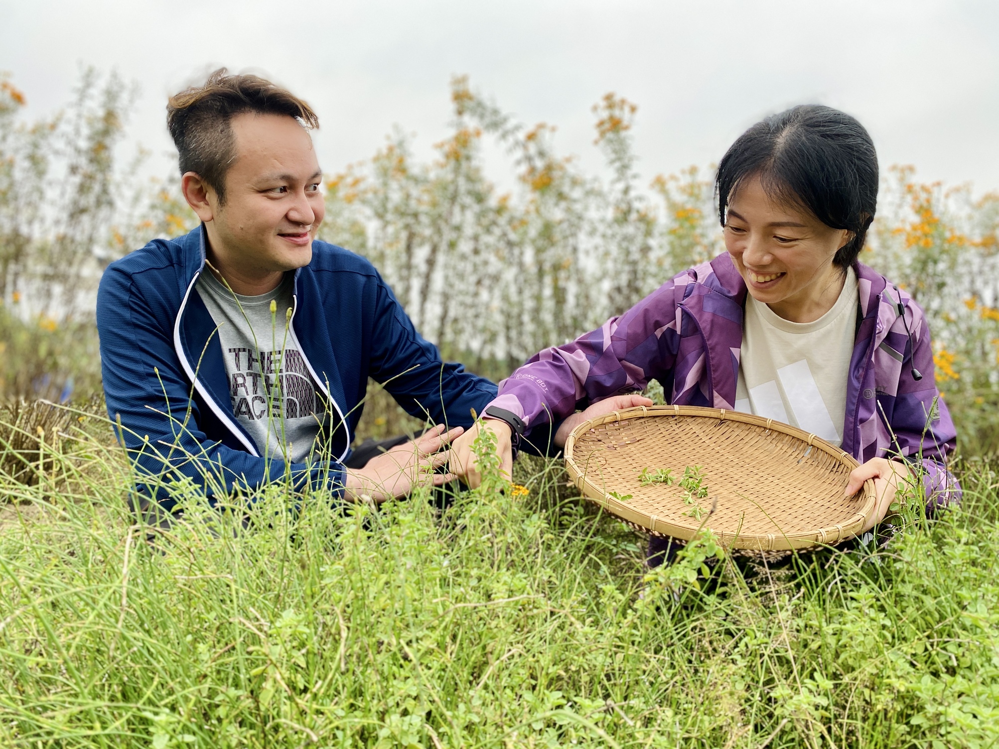 遊客下田採摘香草，芬芳撲鼻散發甜蜜。