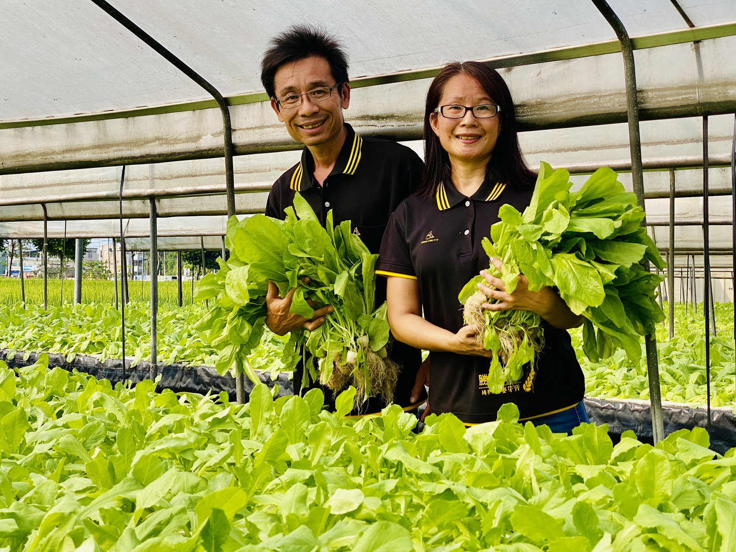 夫婦倆經營一甲地農場，主力為水耕A菜。