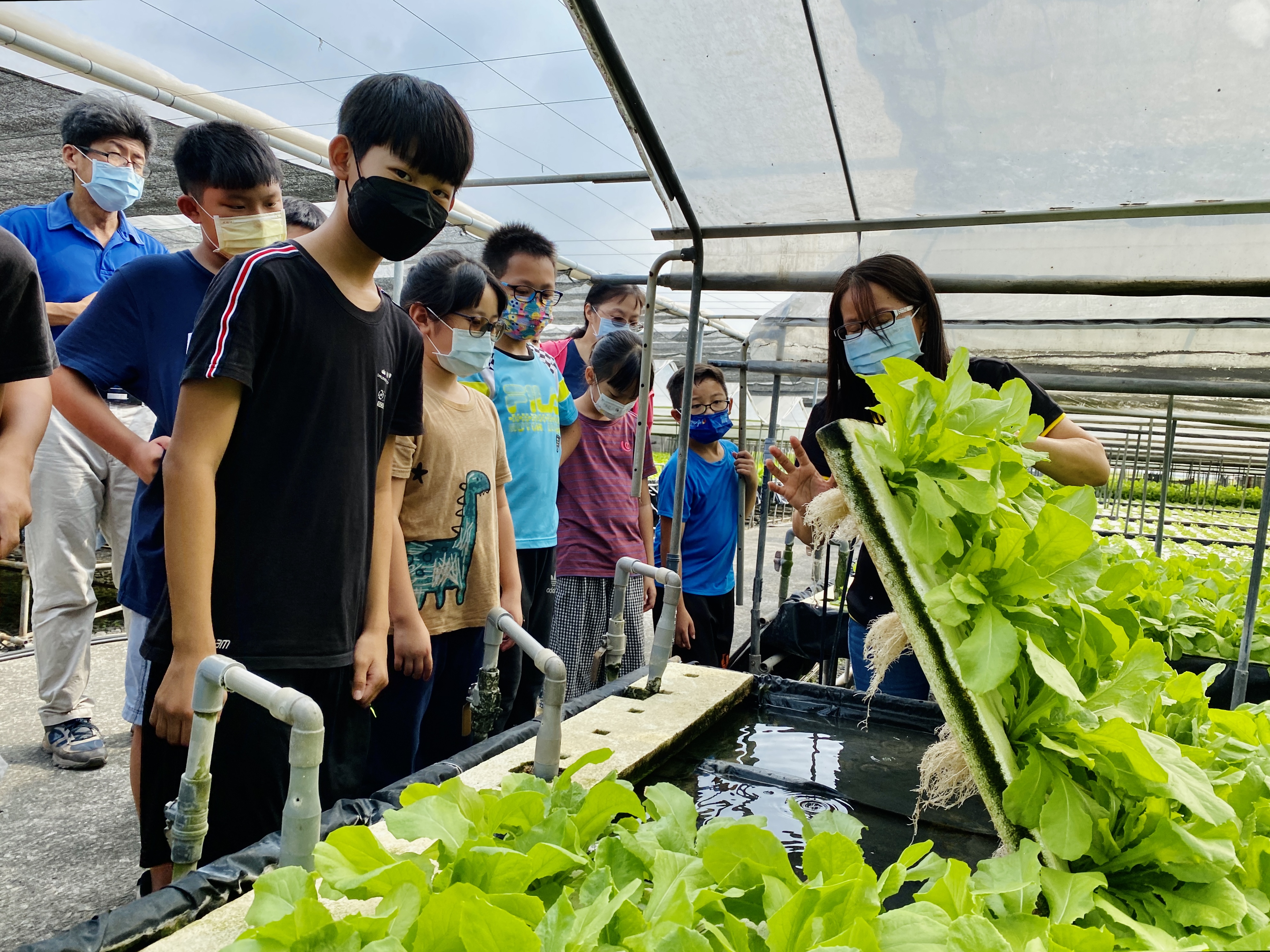 學童近距離認識水耕蔬菜的生態與農法。