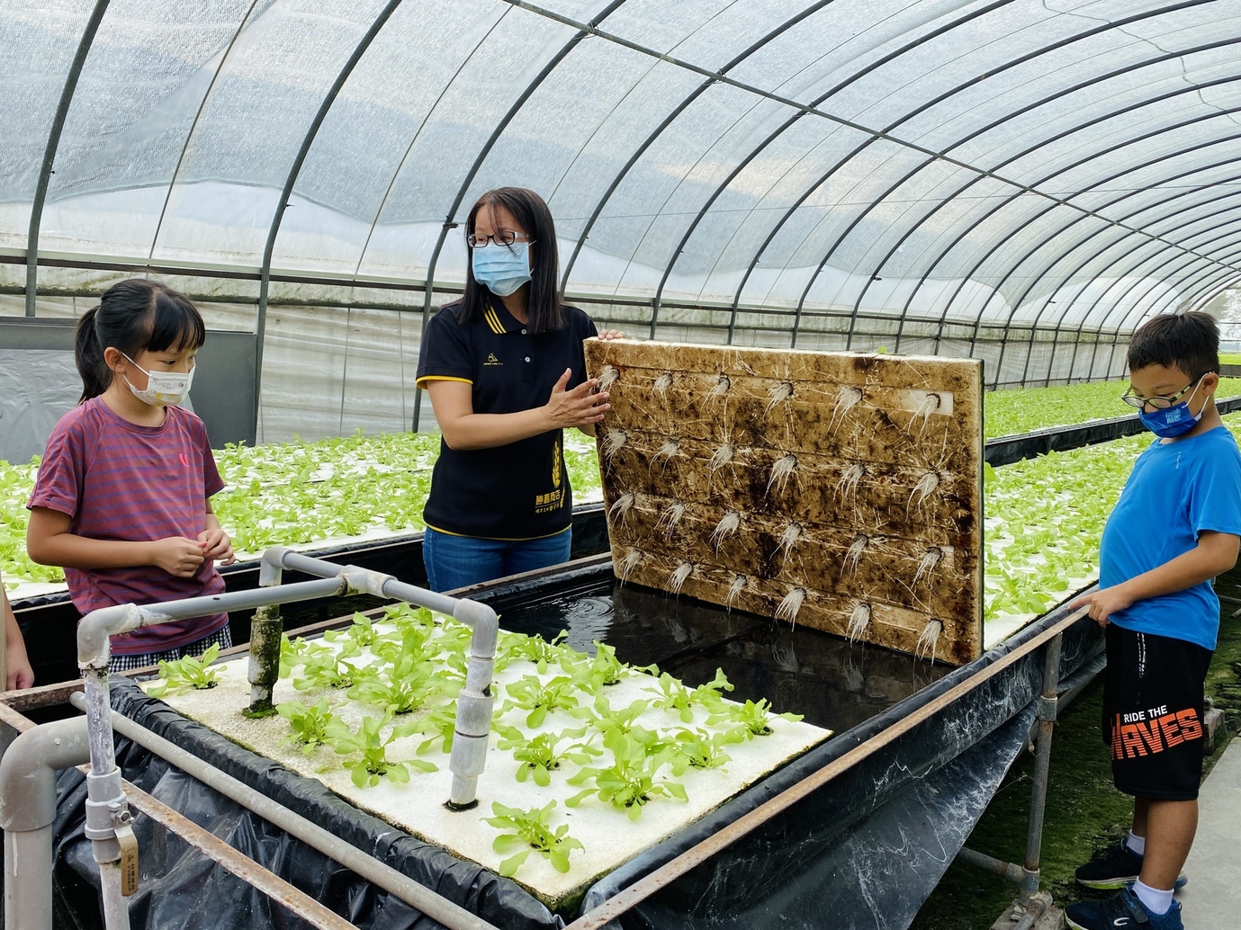 學童近距離認識水耕蔬菜的生態與農法