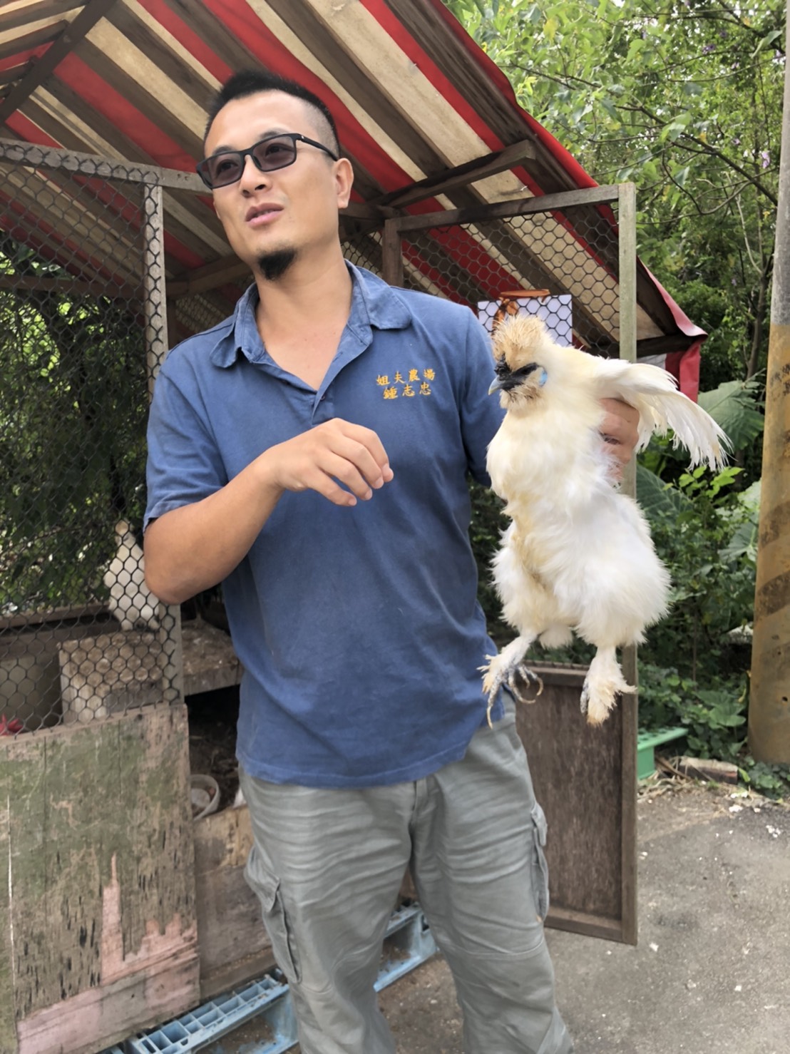 姐夫鍾志中最愛雪白羽毛的雞，也是農場的常見雞種。