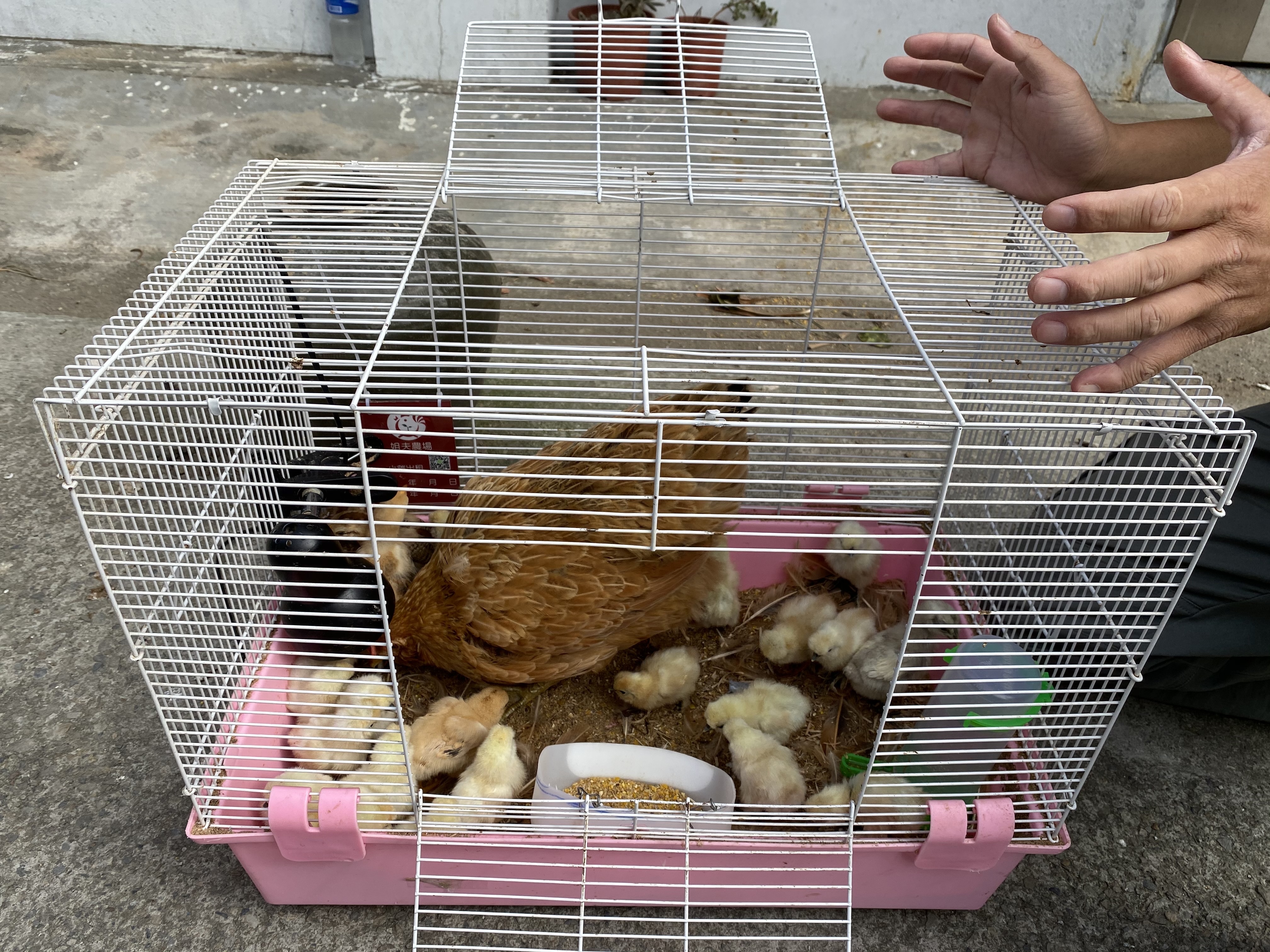 小雞出租，一只完備的雞籠帶回家，就可不用清大便、無臭飼養。