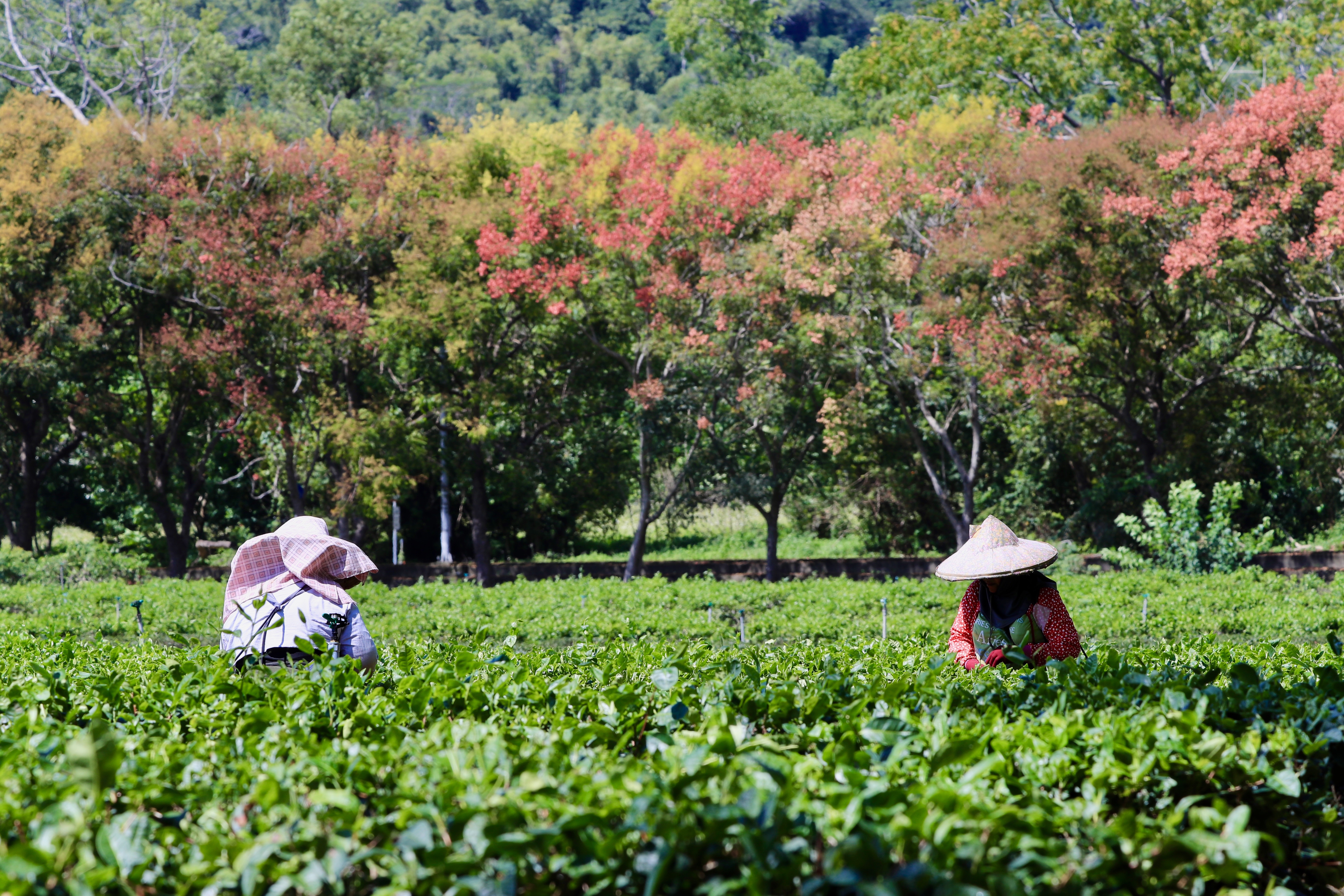 每年秋天，台東鹿野茶區旁台灣欒樹盛開，與採茶人家交映成優美畫面。