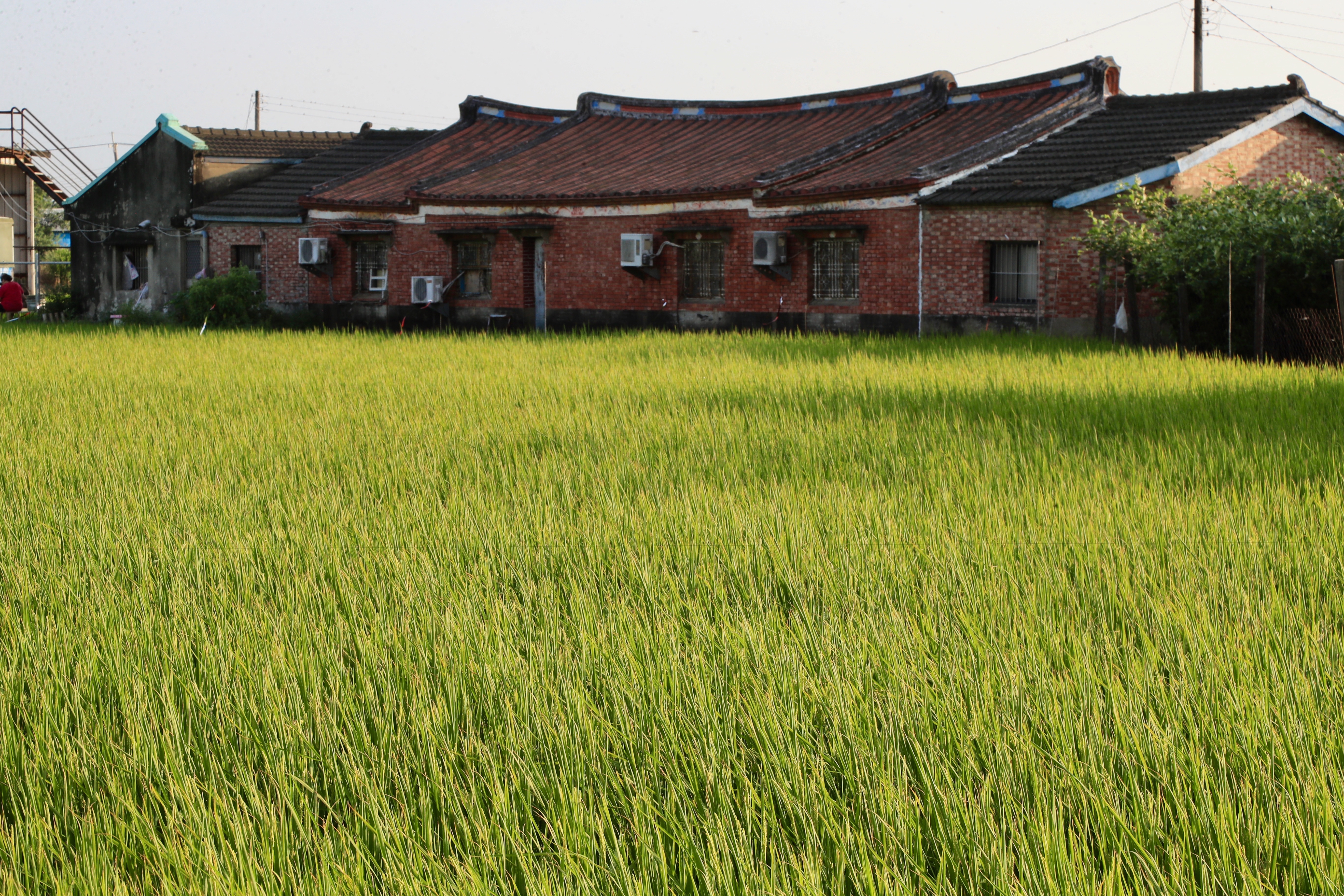 弘昌碾米廠旁就有稻田與嘉南大圳的小給水路，可更理解稻米與嘉南大圳灌溉系統。