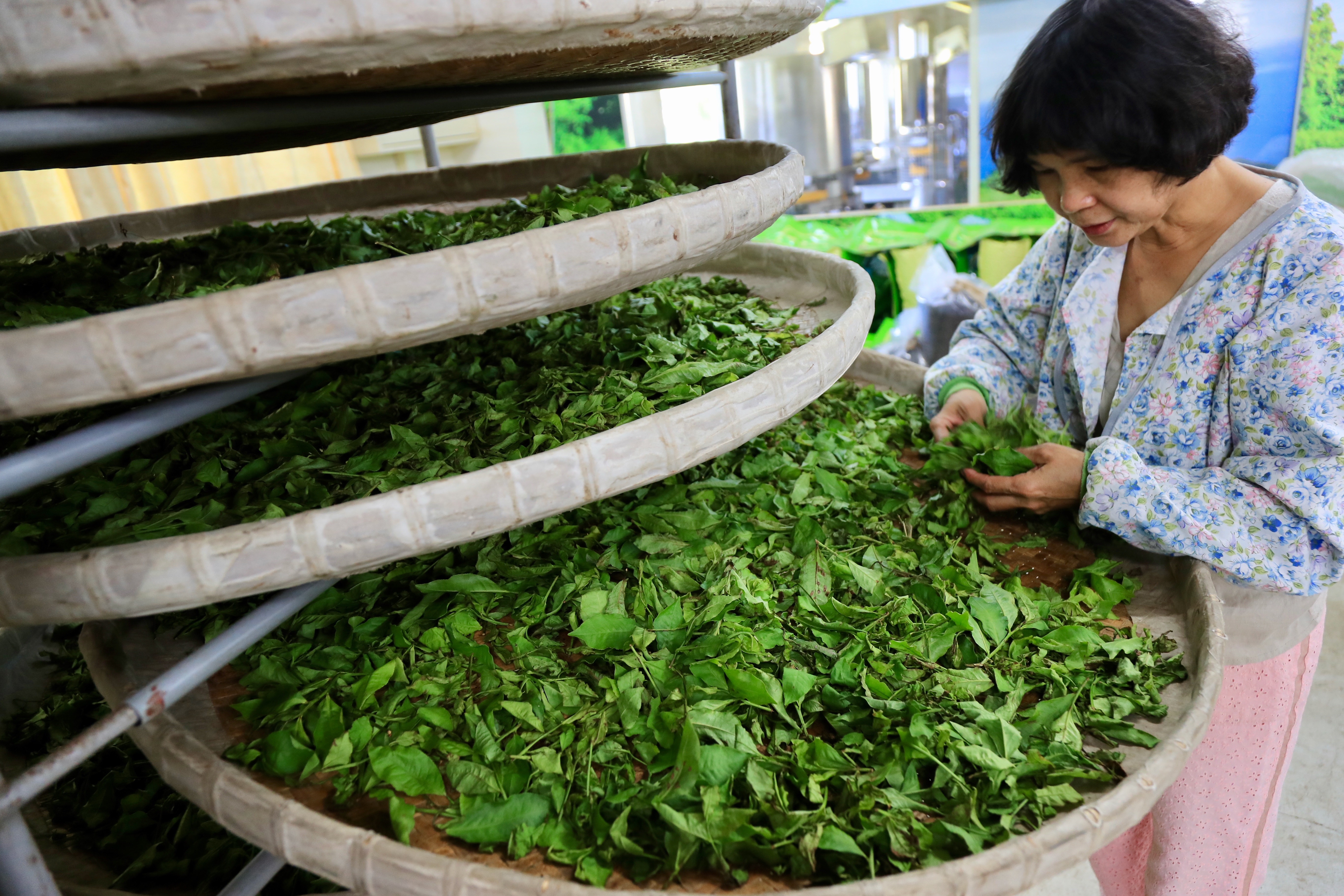 種茶、製茶、賣茶一條龍，不論買茶、體驗DIY或食農教育認識茶，碧蘿園茗茶坊都相當適合。