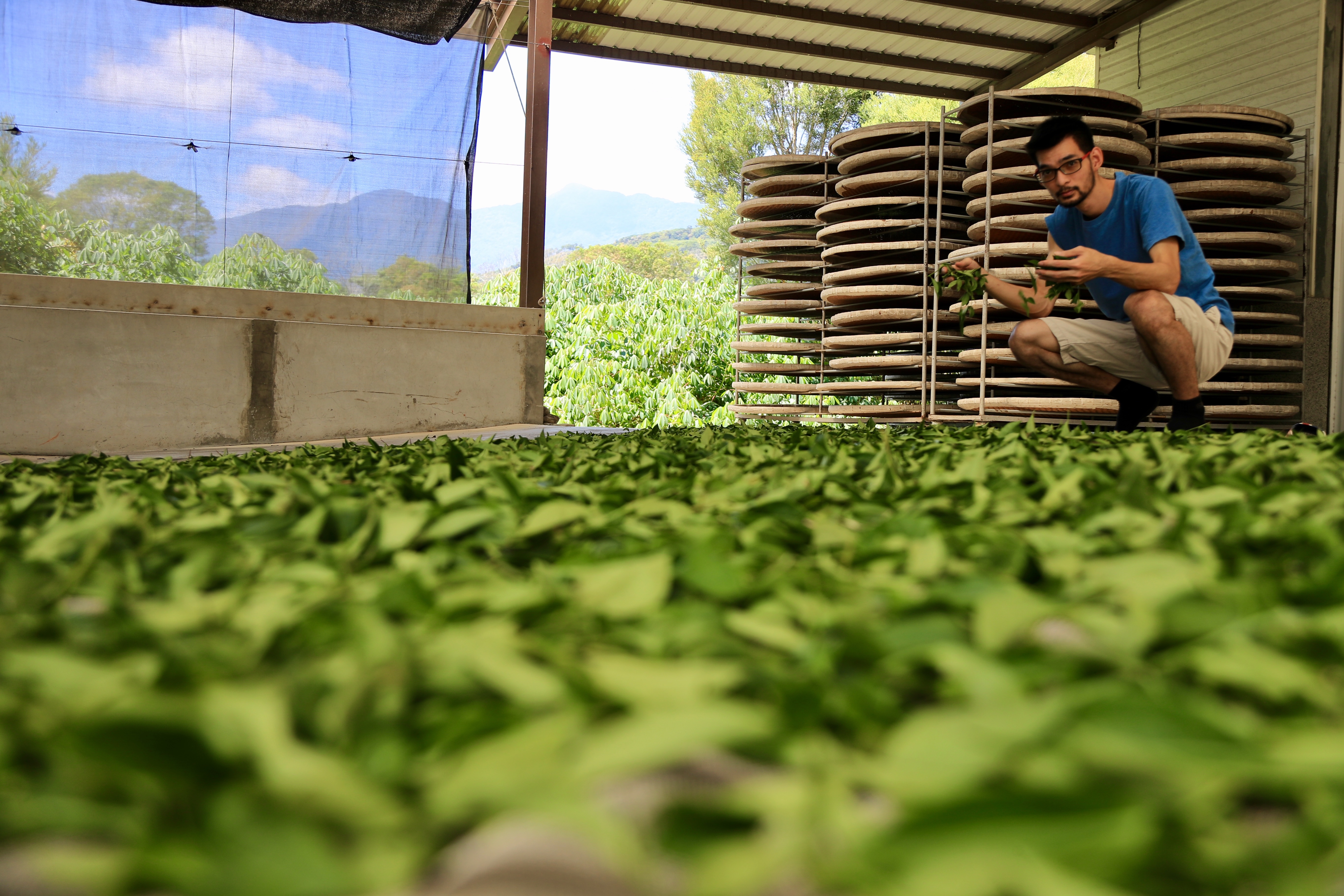 台東鹿野碧蘿園茗茶坊第二代專門負責製茶技術傳承的老二郭昀諺。