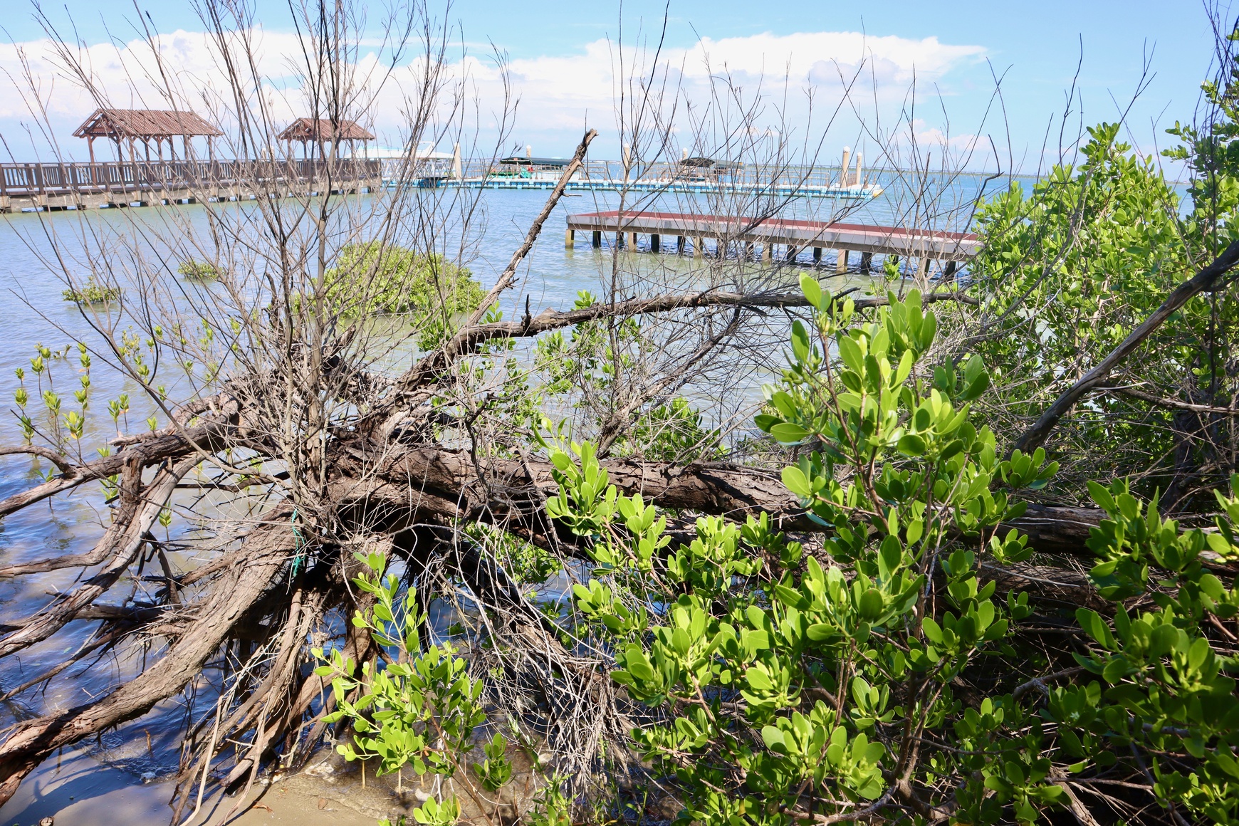 網仔寮沙洲島上景觀