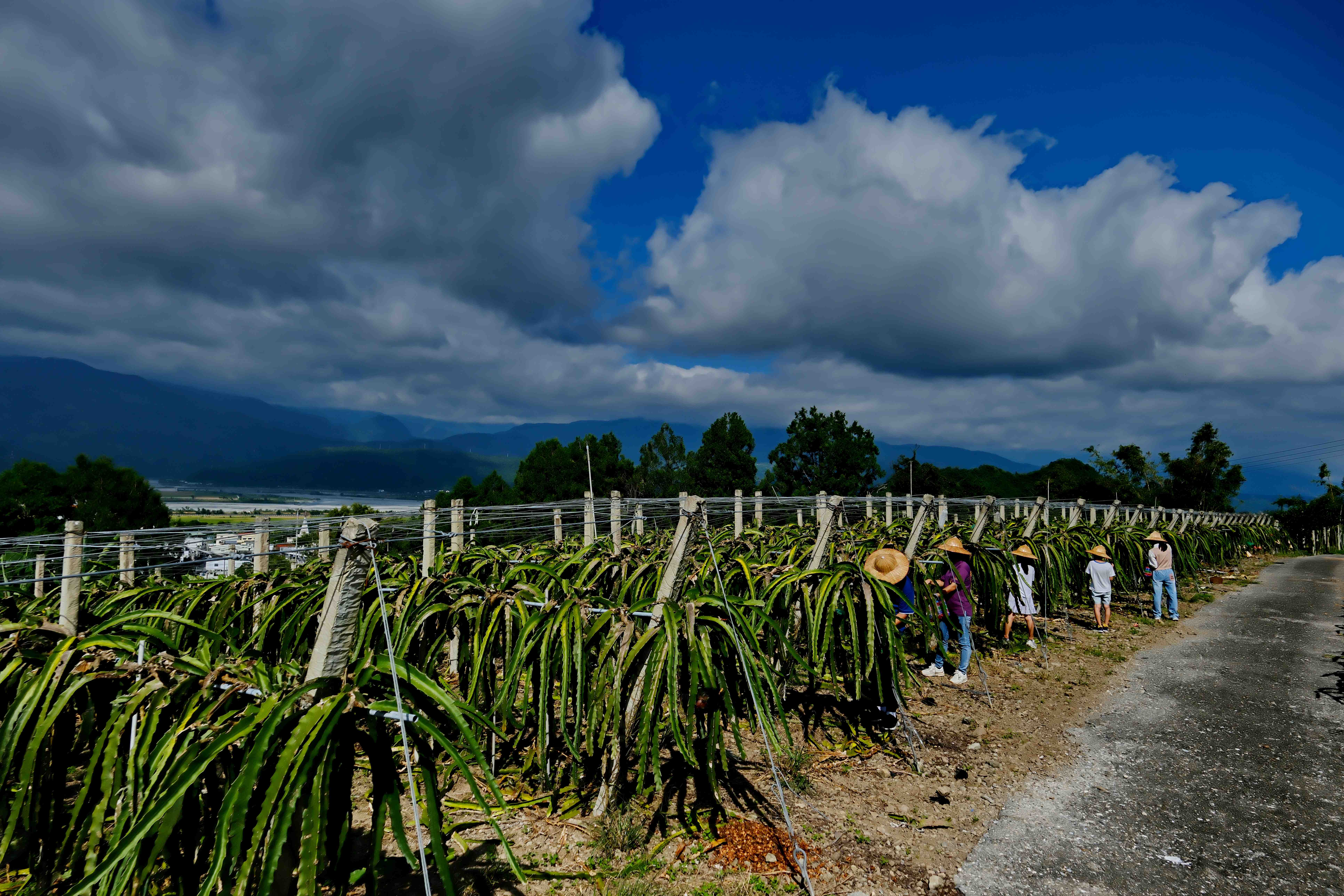 「清優嶺體驗農園」體驗區，搭襯縱谷日常的藍天白雲，景象壯觀。