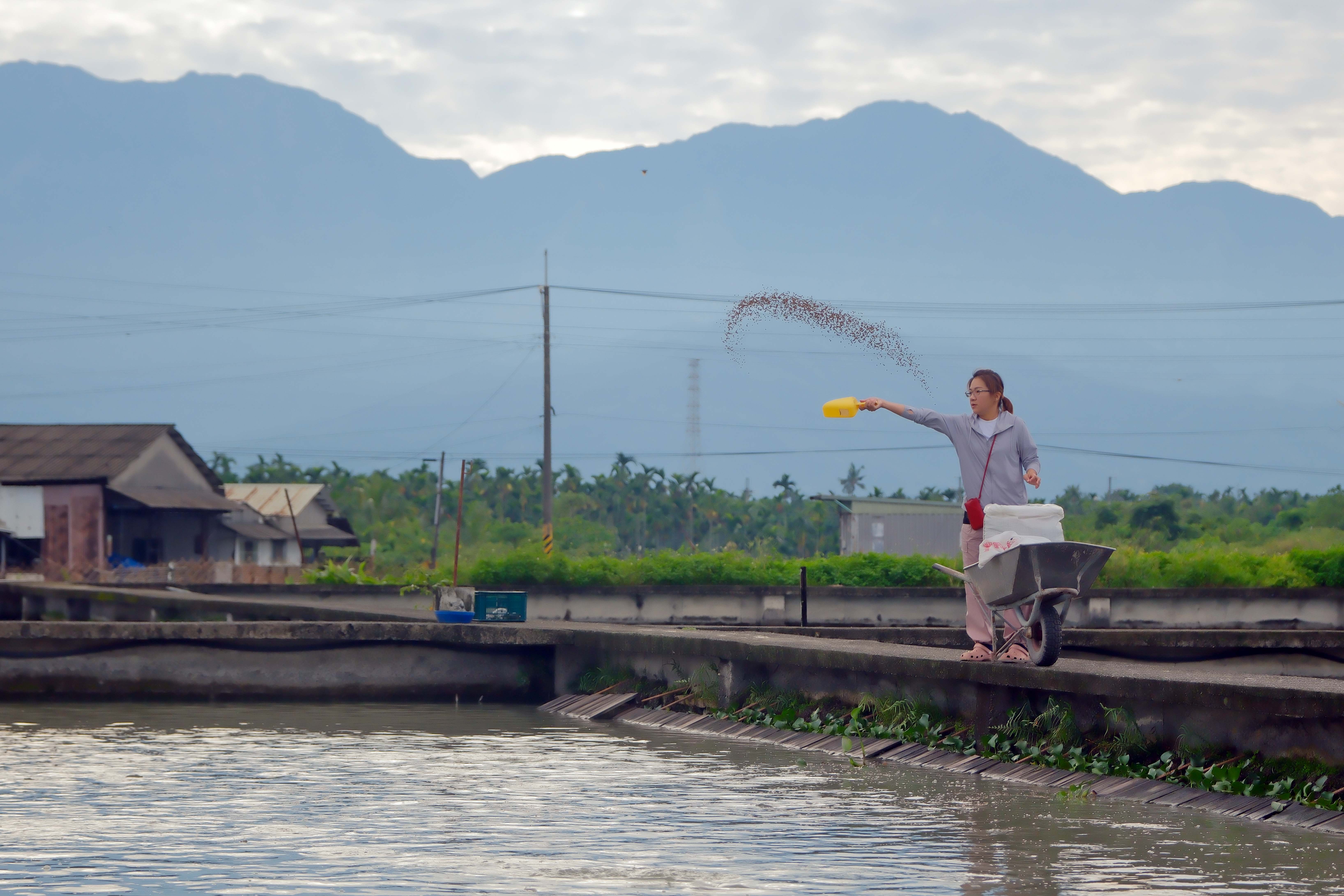 「鱉阿嬤」謝育諮的例行公事：餵鱉，搭襯背後的大武山，是育孕食農教育的最佳場域。
