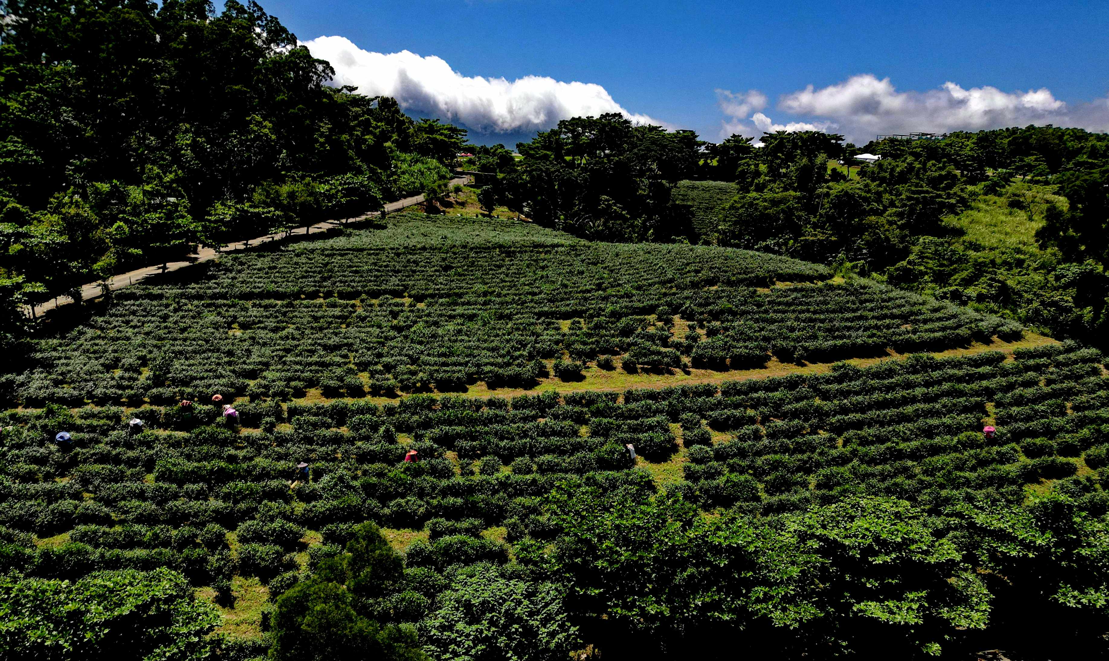 空拍「新元昌紅茶產業文化館」自有茶園，藍天白雲與茶共舞，是採茶體驗與生態解說的最佳場域。