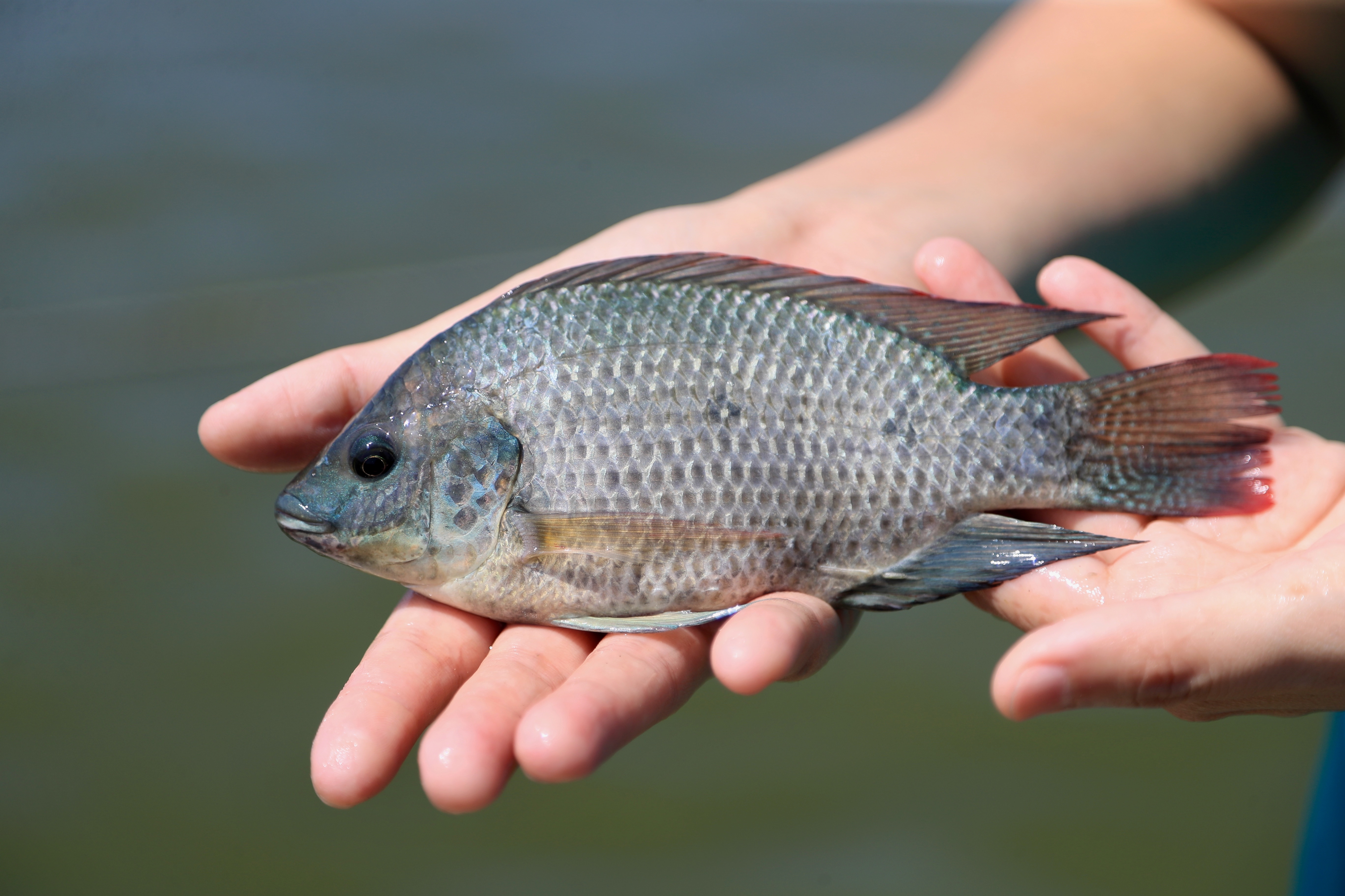 剛剛撈上岸的小吳郭魚。