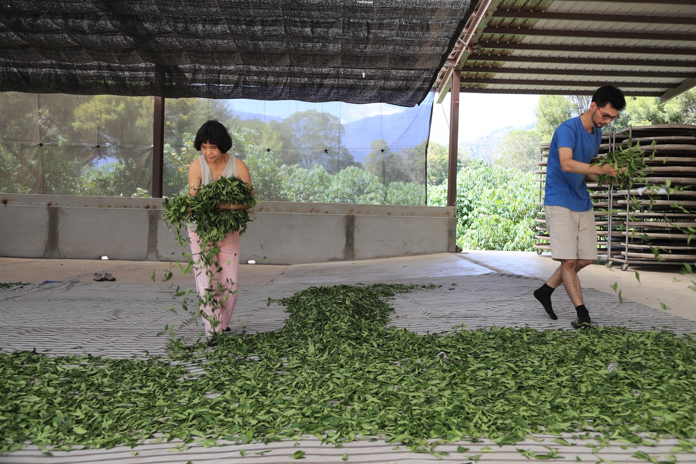 正進行室內萎凋與攪拌發酵製程中的碧蘿園茗茶坊母子