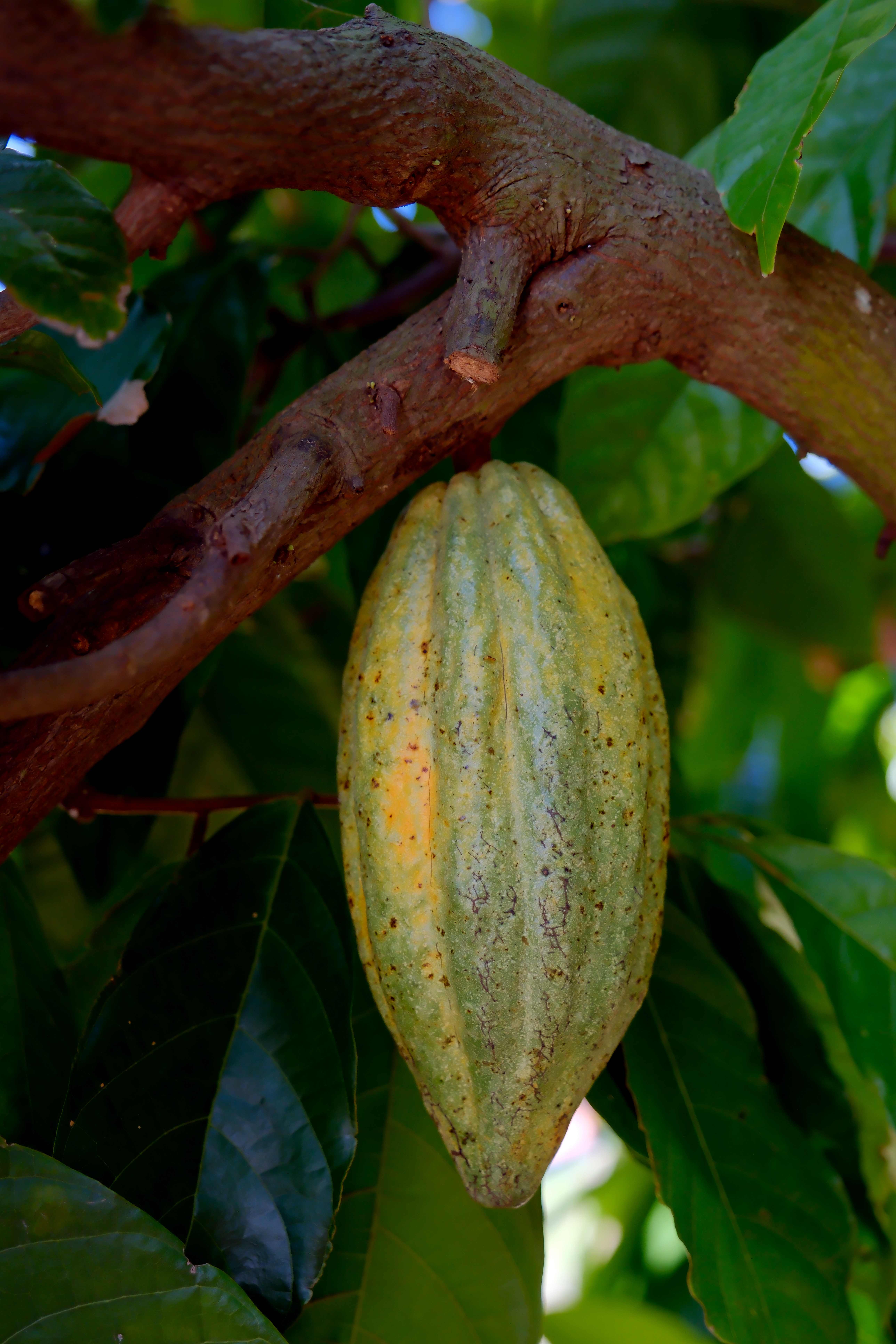 園區栽種以Criollo（克里奧羅）與 Trinitario（特立尼達）混種的可可豆。