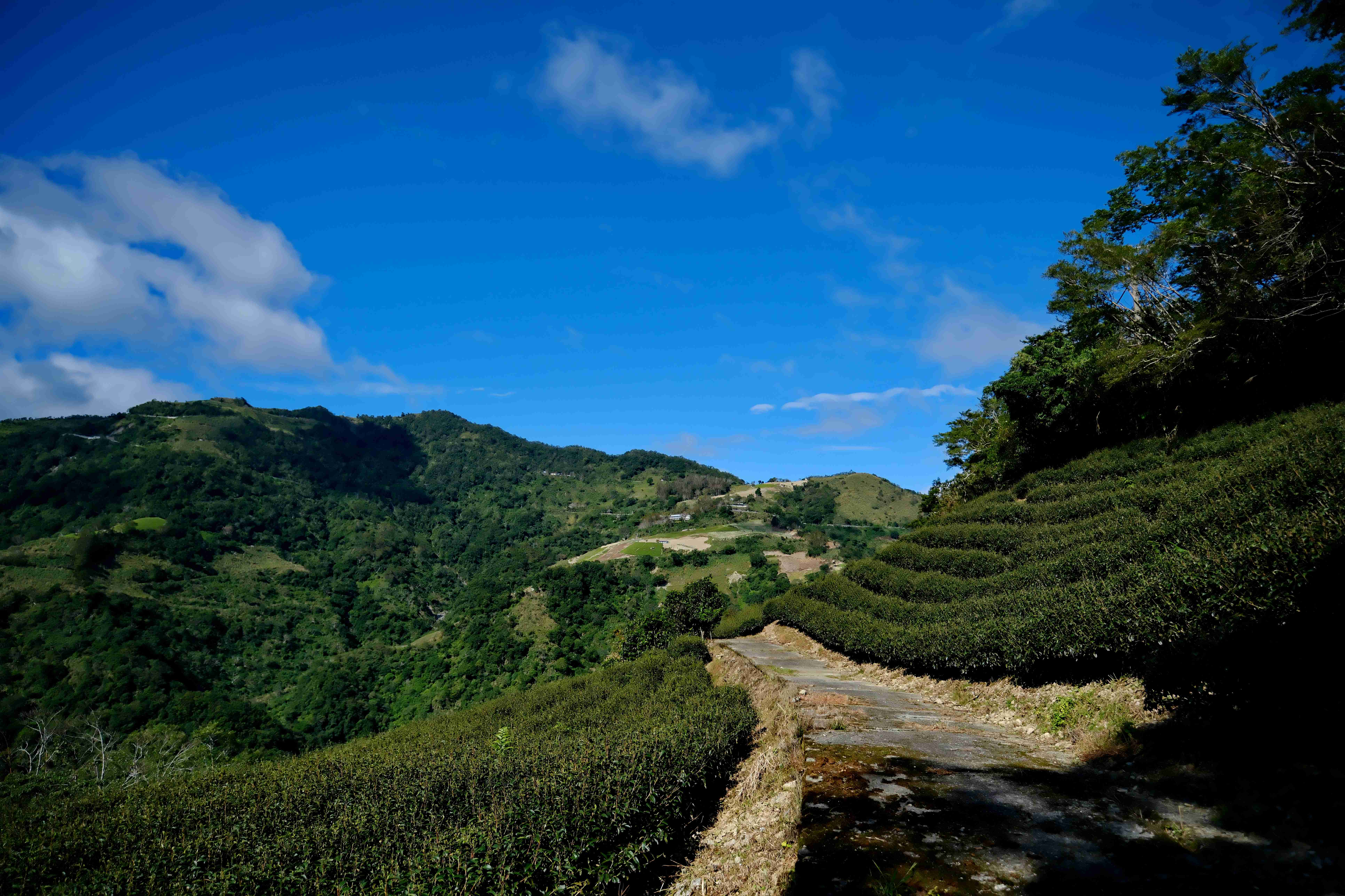 「大友茶園」植場面積廣闊，到遊者可一窺山青雲闊美景。