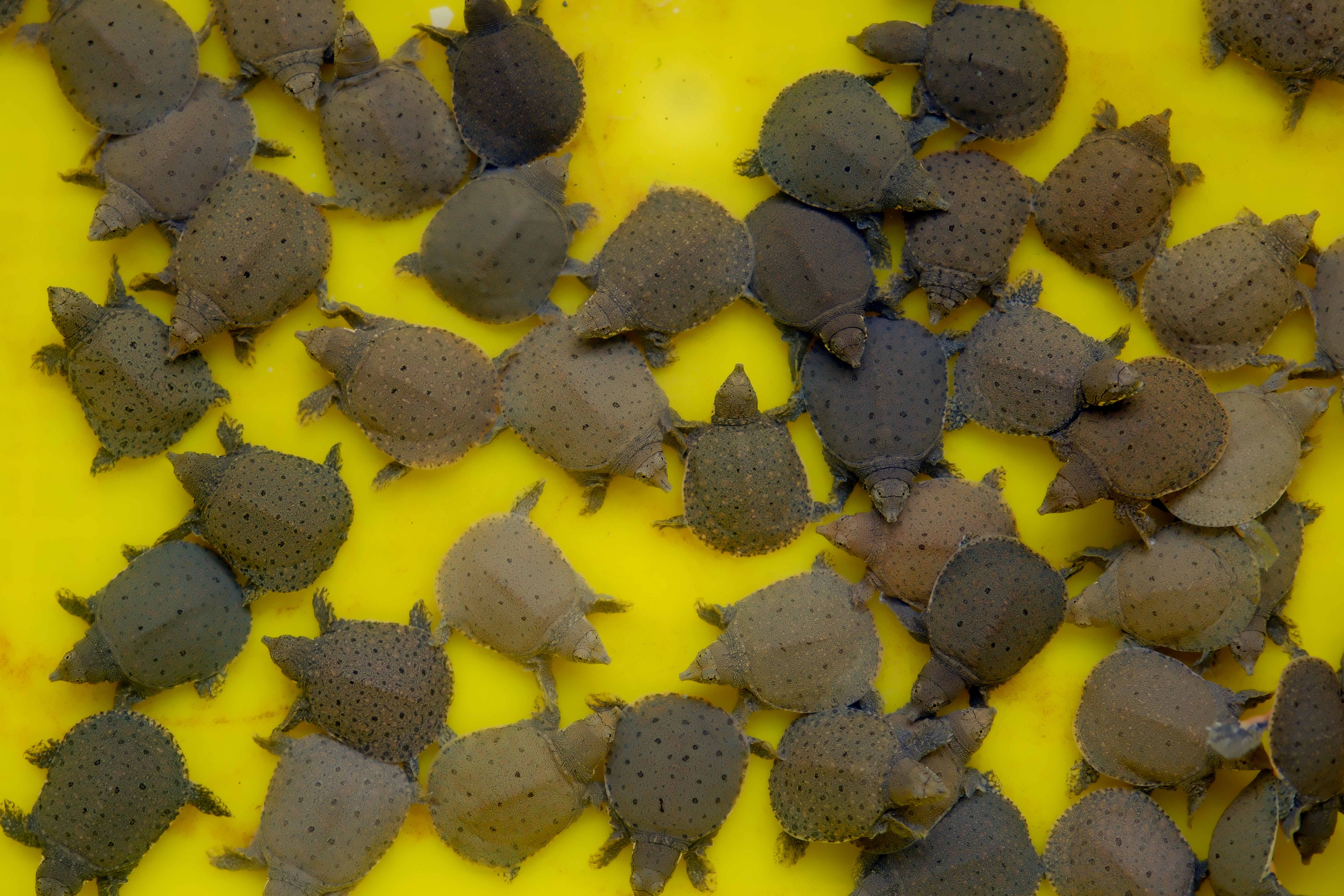 剛出生幾天的小小鱉，滿滿一缸超可愛。