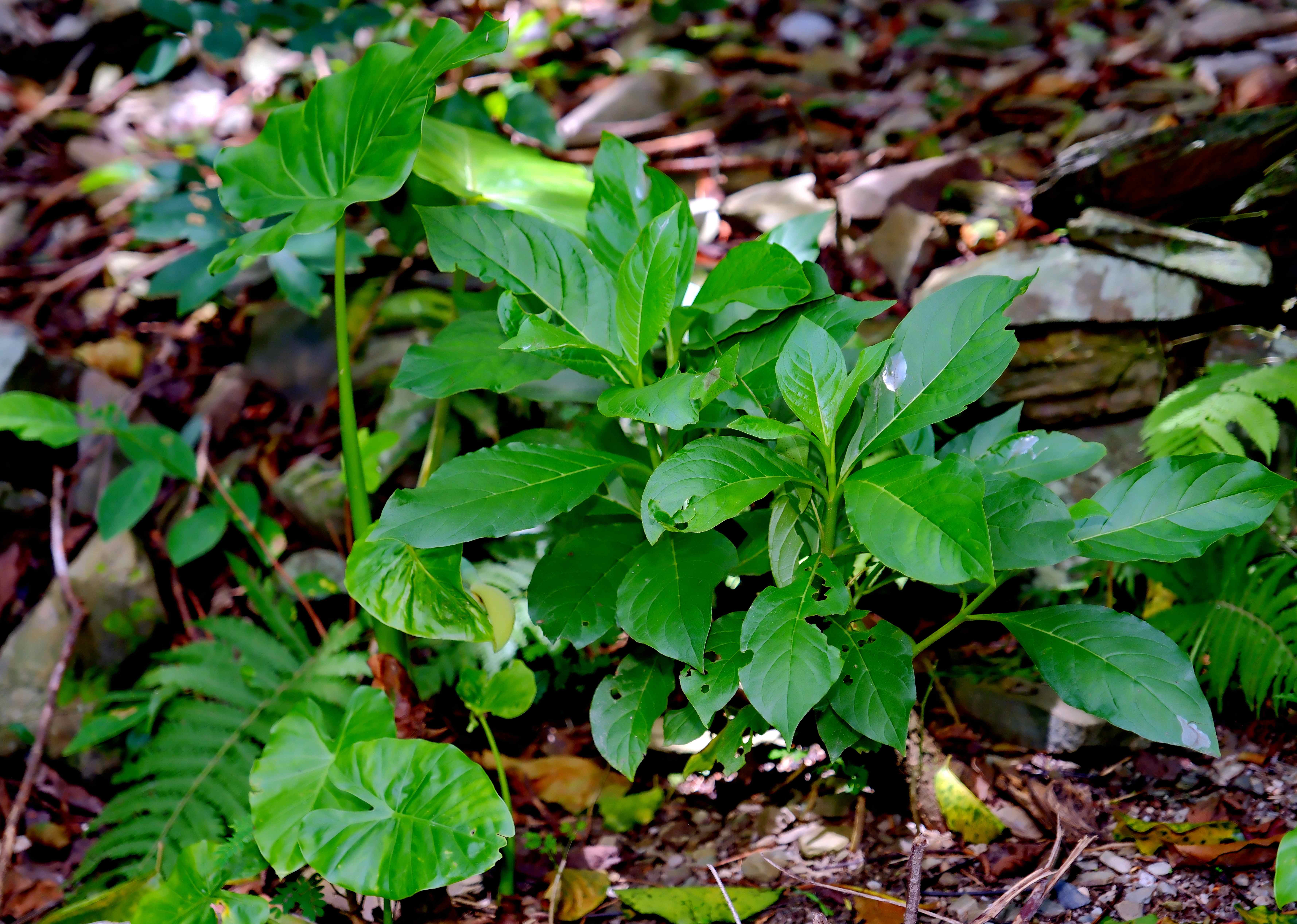 園區隨處可見假酸漿葉，是部落田裡常見的日常食用野菜。