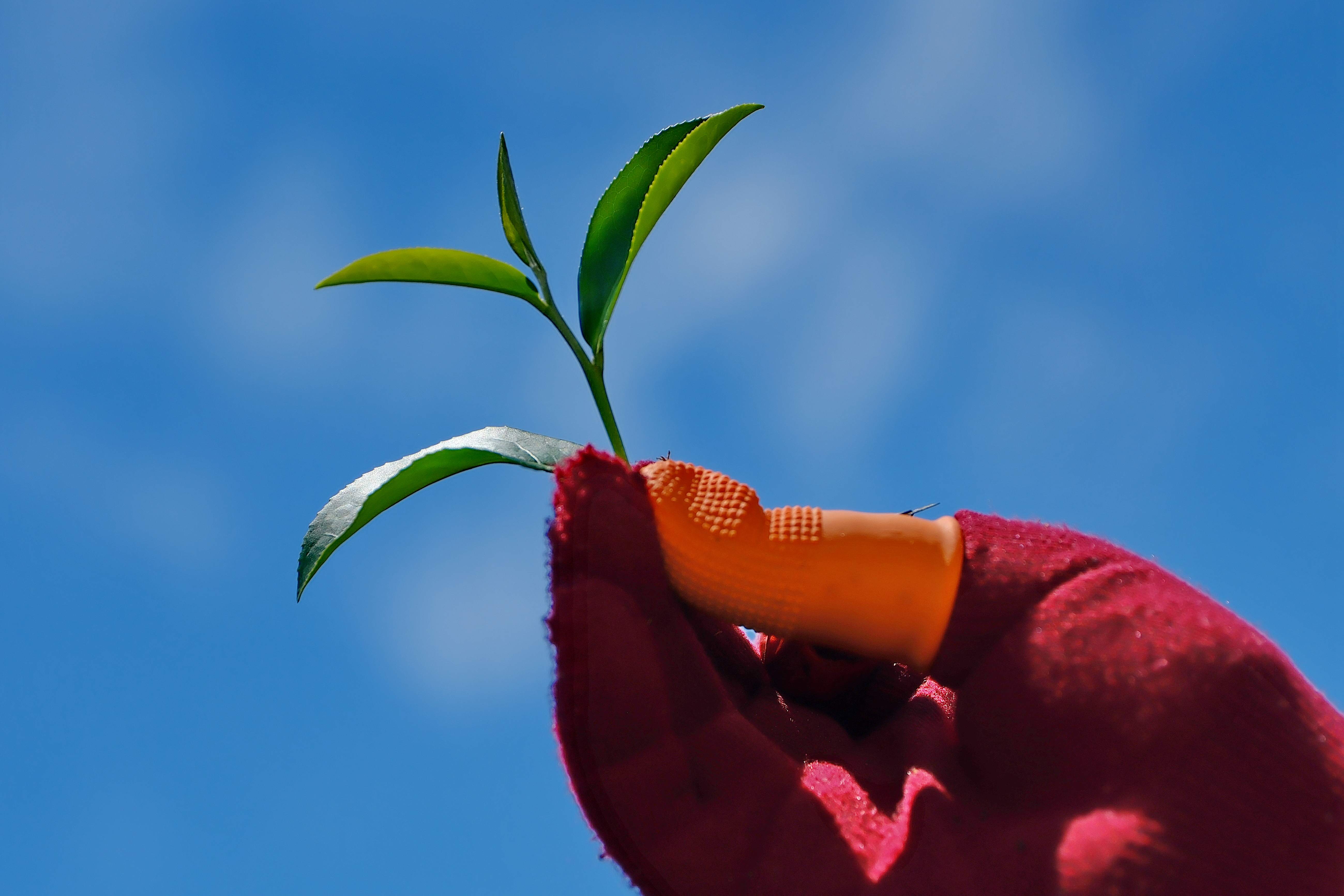 手工採收高品質茶葉的標準：一心二葉。