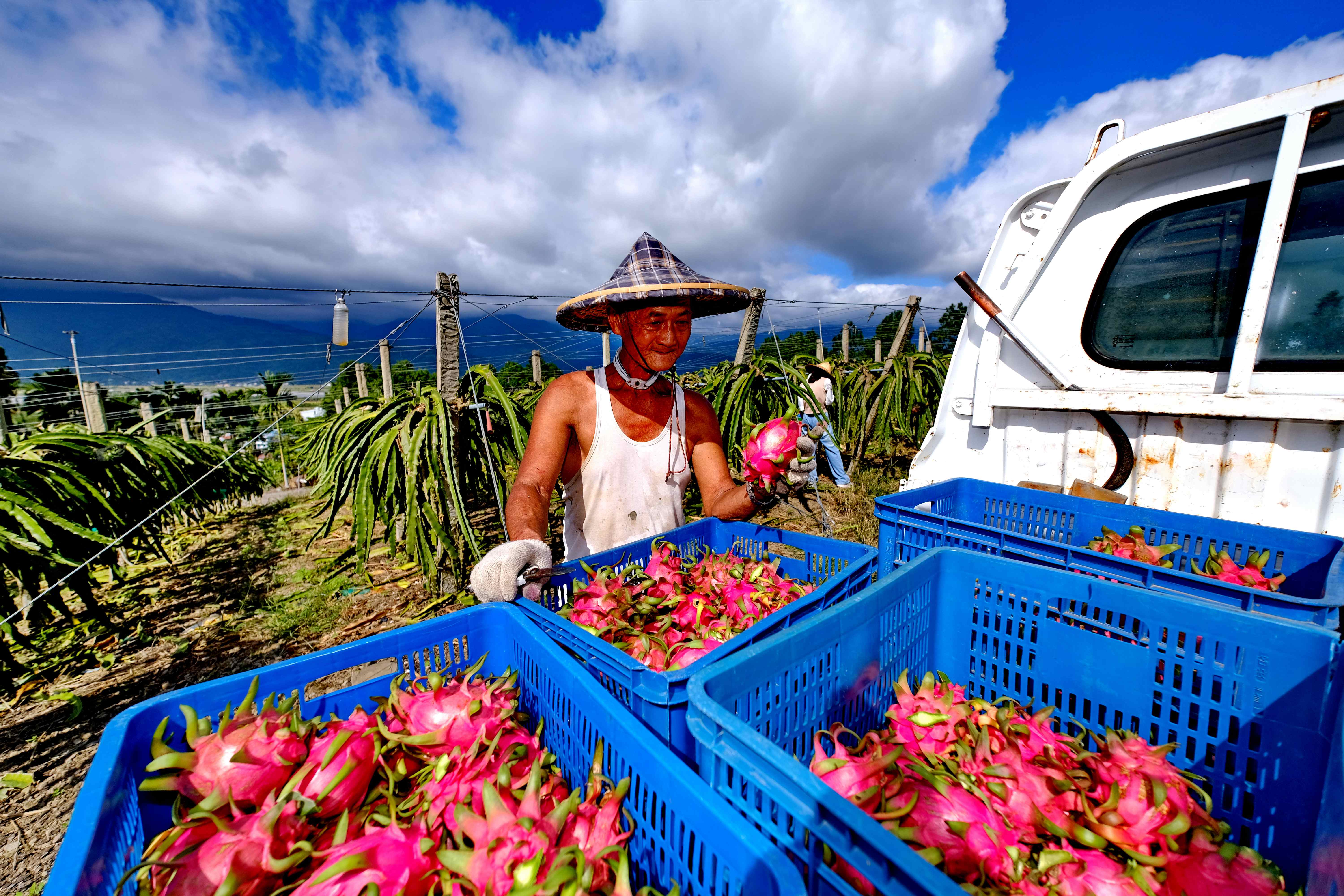 現採的雙色火龍果，顆顆都是農民的心血結晶。