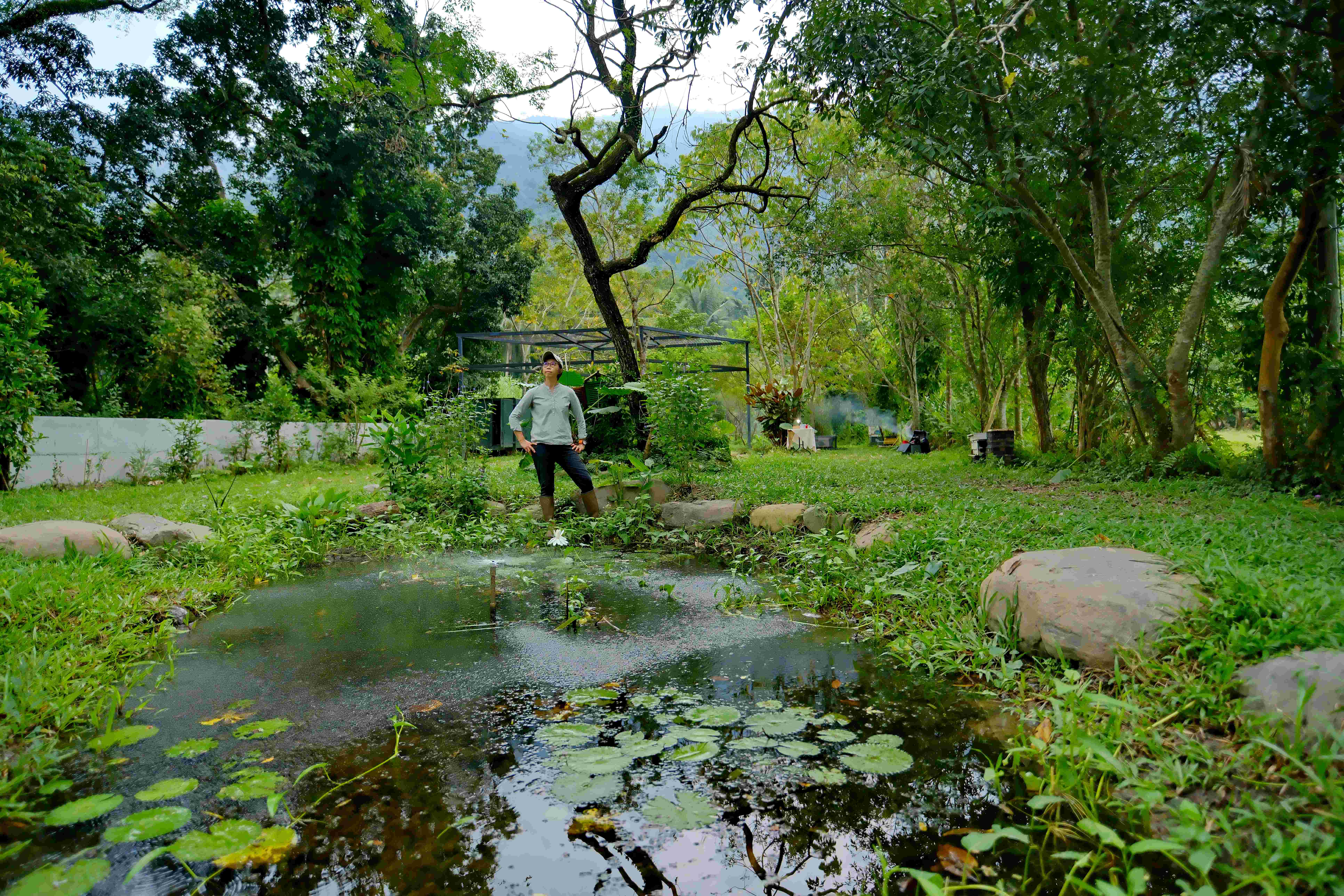 生態池是自然生態與蜂共生的好所在，滿植荷葉，是蜂群飲水之處。