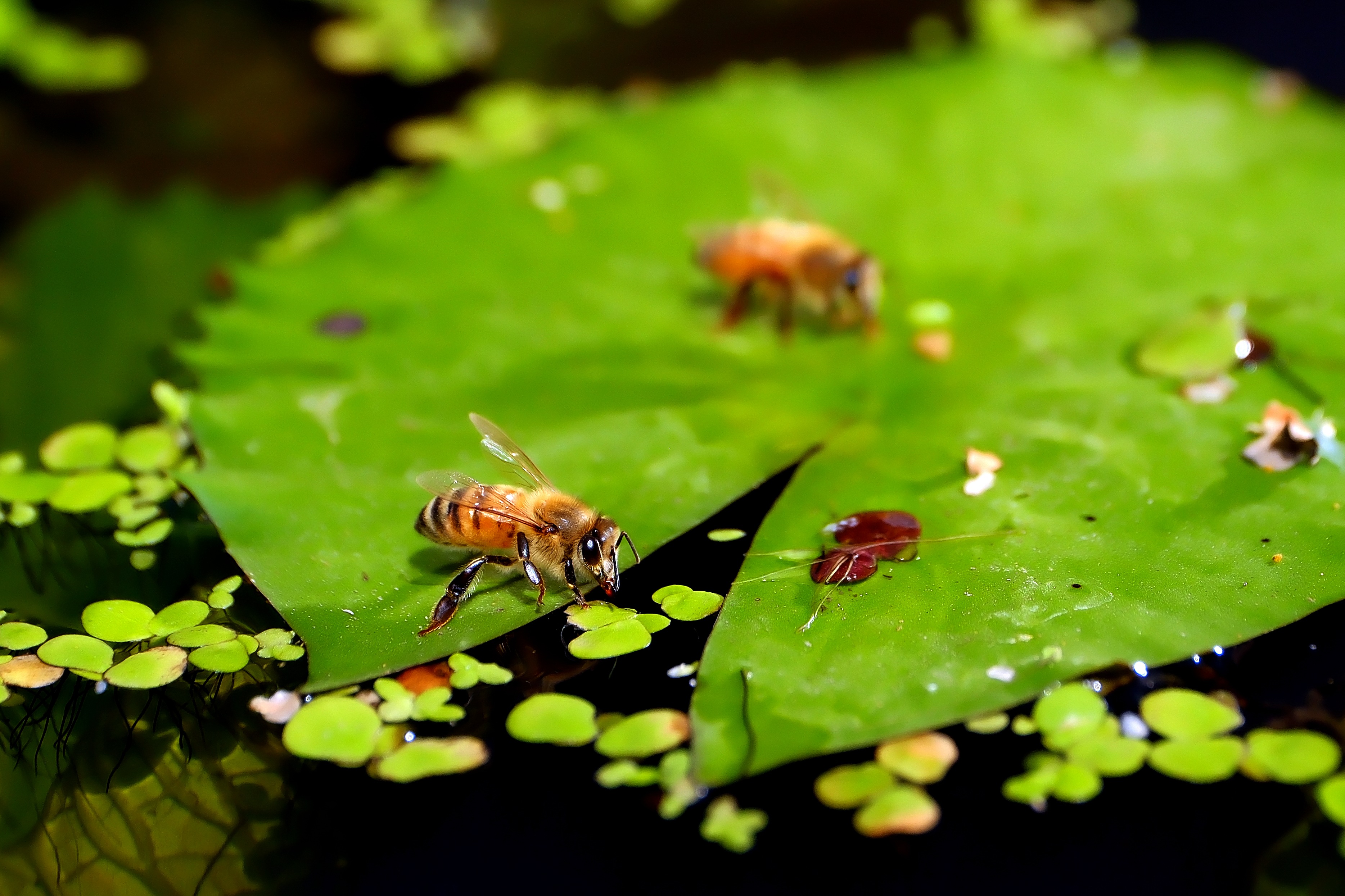 隨處可見蜜蜂飛舞，停在荷葉上喝水，自然生態與蜂共生。