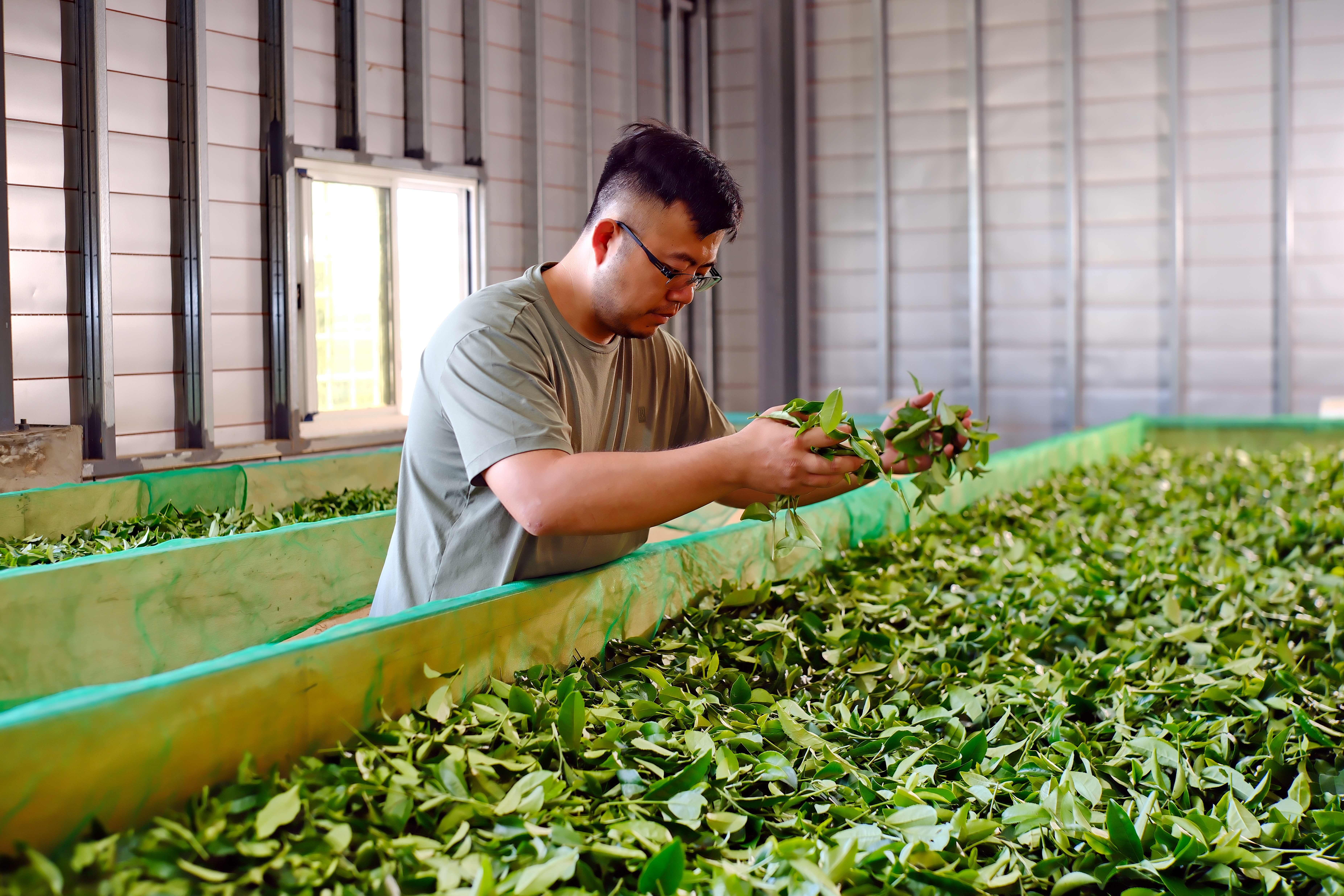 使用「紅外線熱風萎凋」，是「新元昌紅茶產業文化館」的特色。