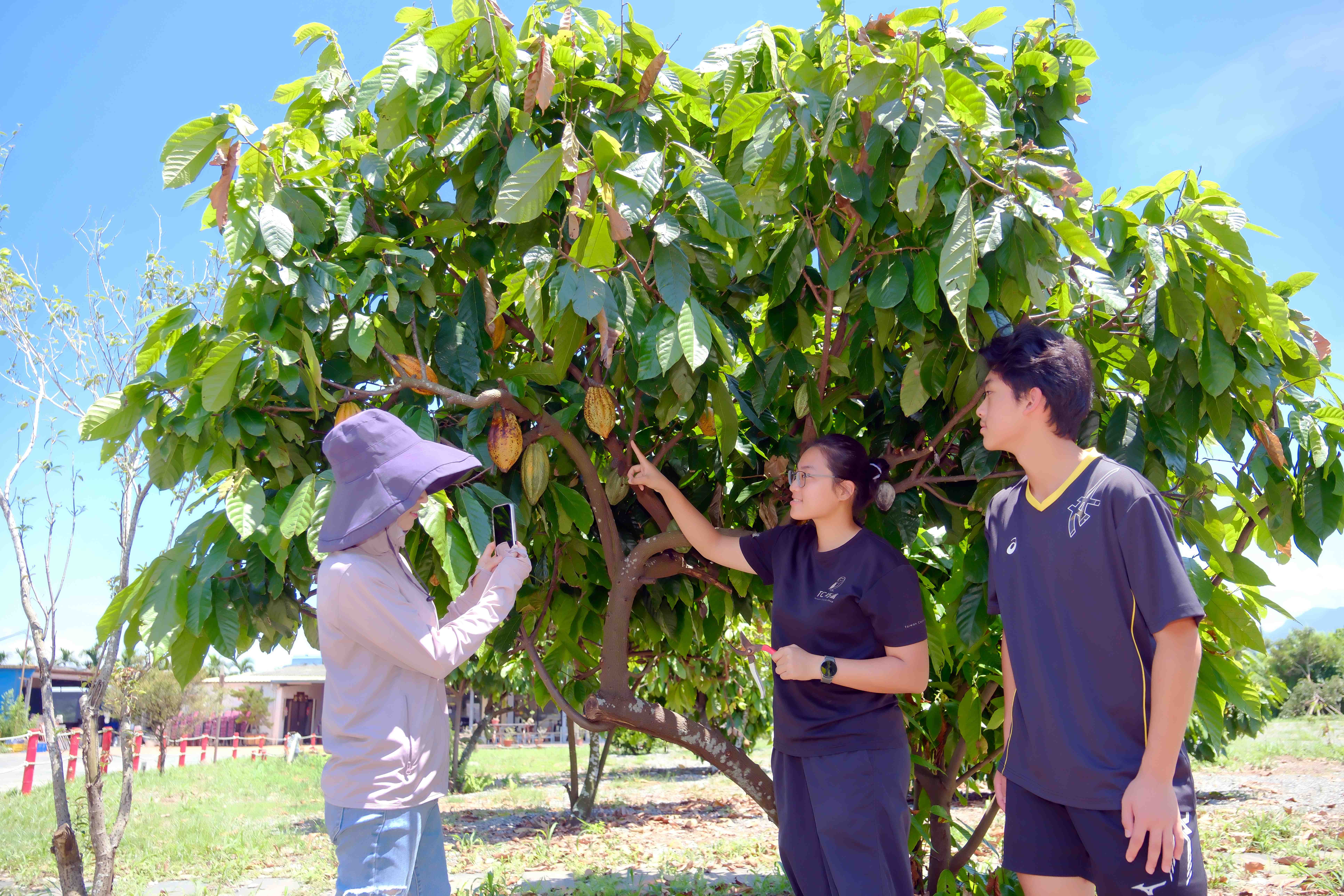 由專業導覽員帶領導覽可可園，認識可可樹的生長與採收方式。