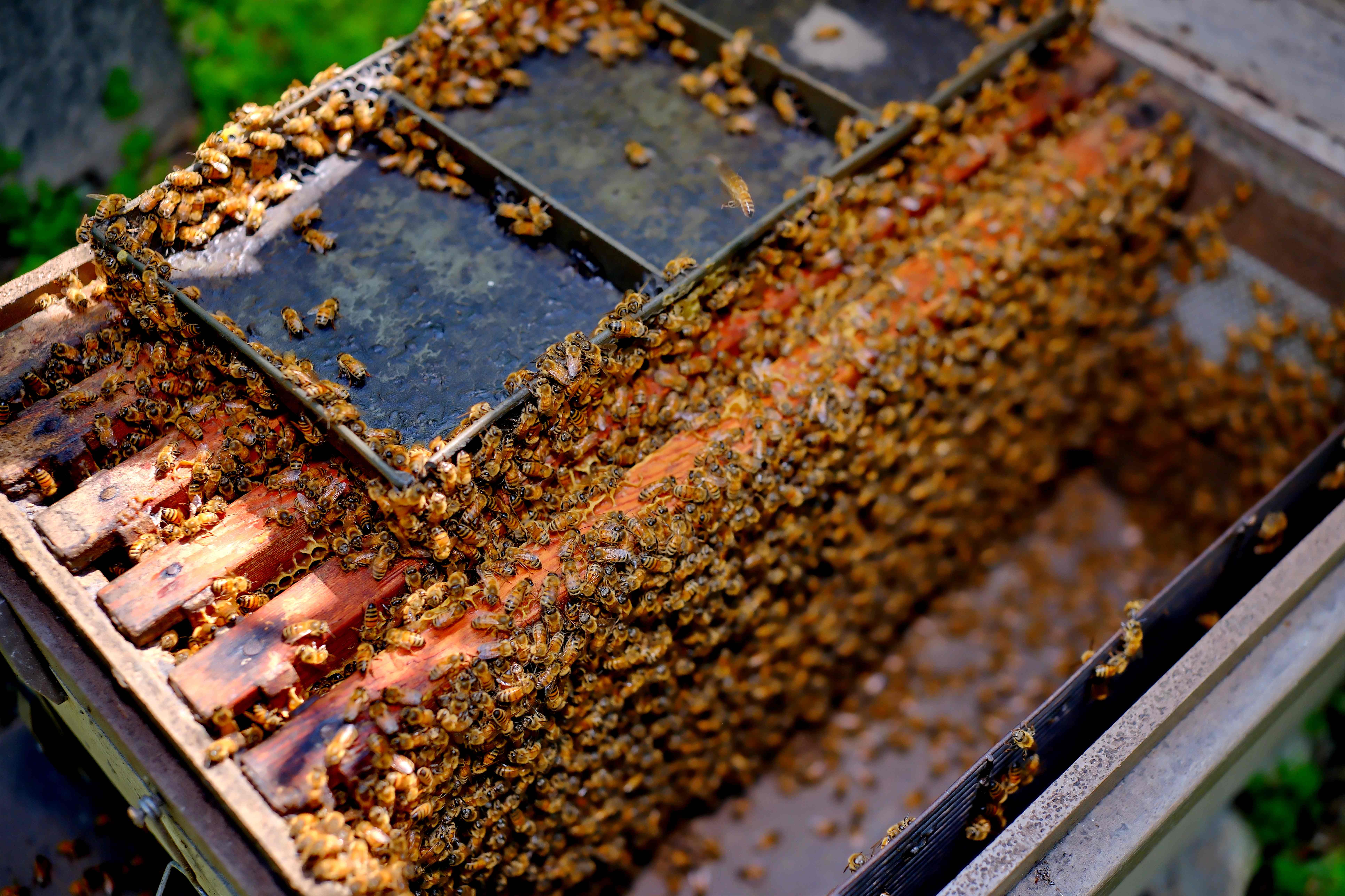 蜂巢觀察是生態解說最立體的呈現。