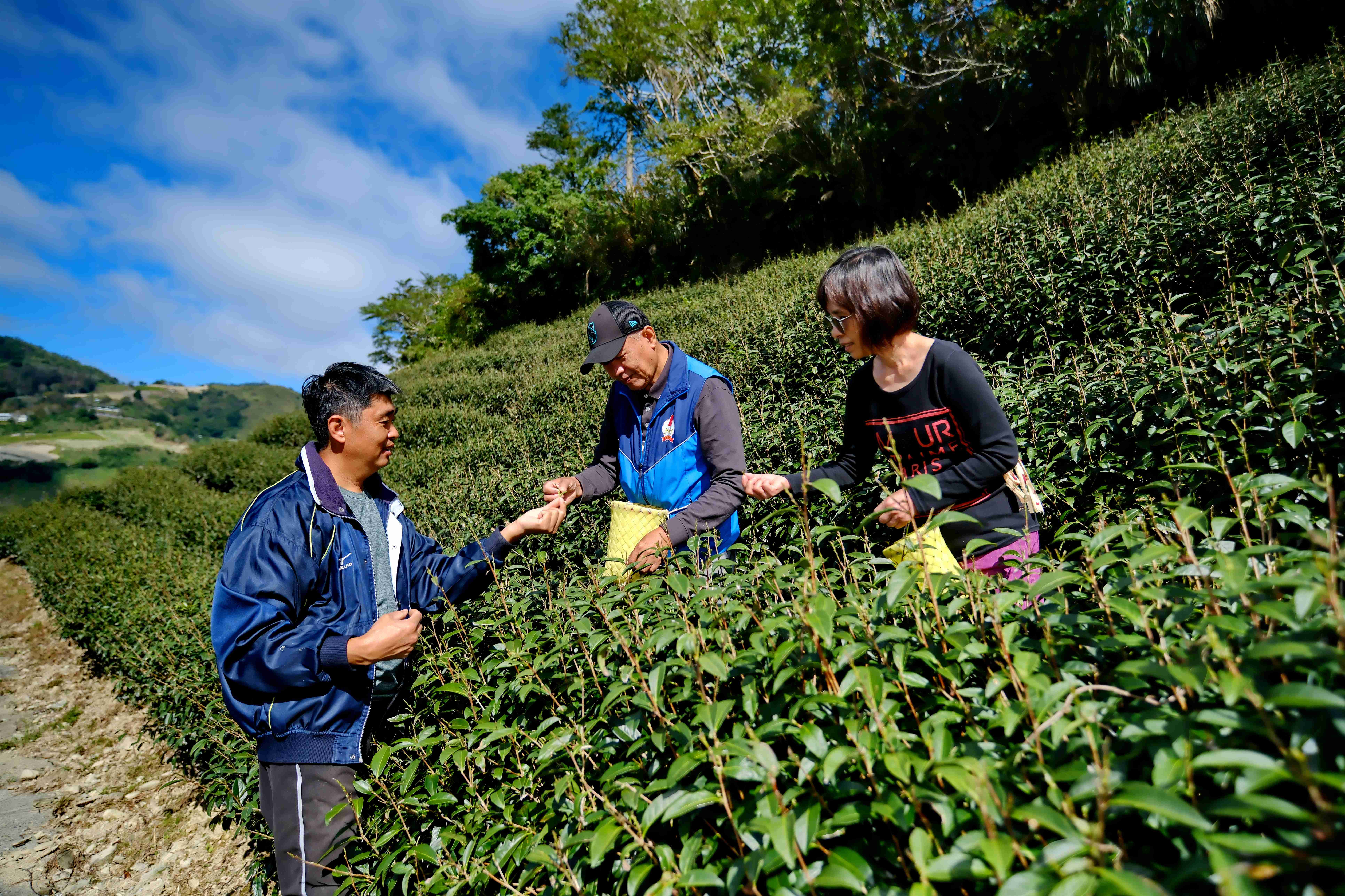 透過採茶體驗，讓遊客深入了解茶農的一日。