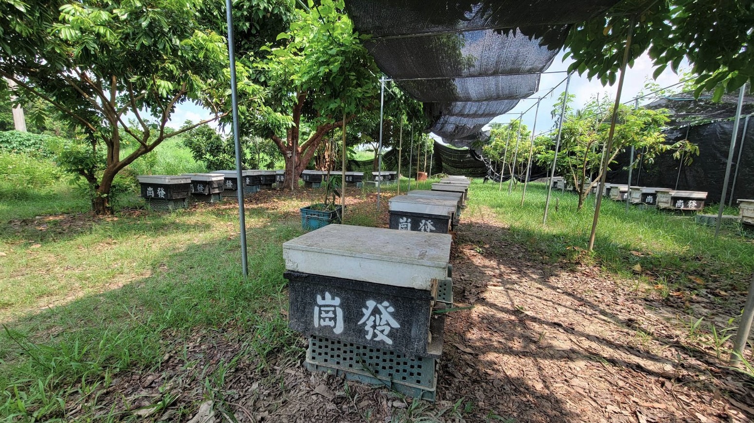 蜂箱大道-蜂箱一列列整齊排列