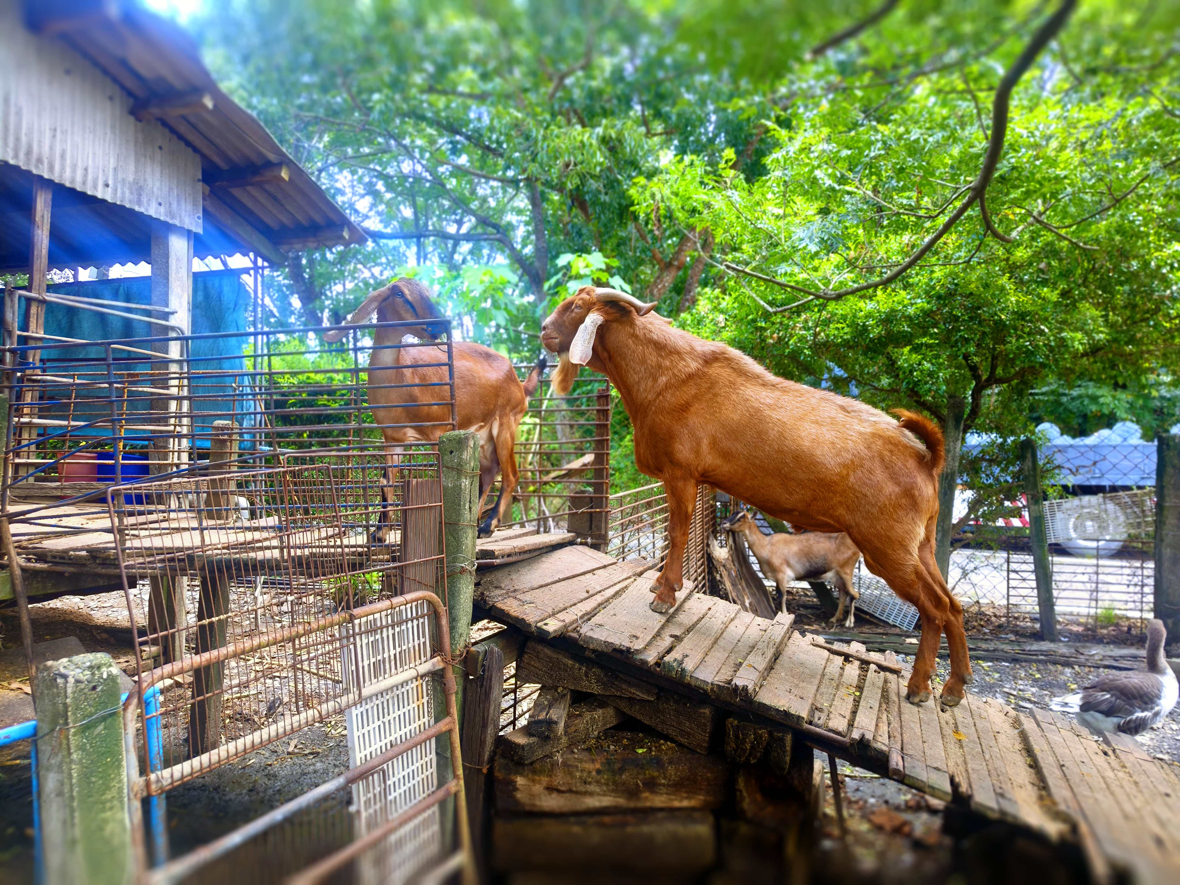 陳德弘說：早年放牧時，領頭羊通常是公羊或老母羊，且能在選擇路向時與牧主眼神交流相通。