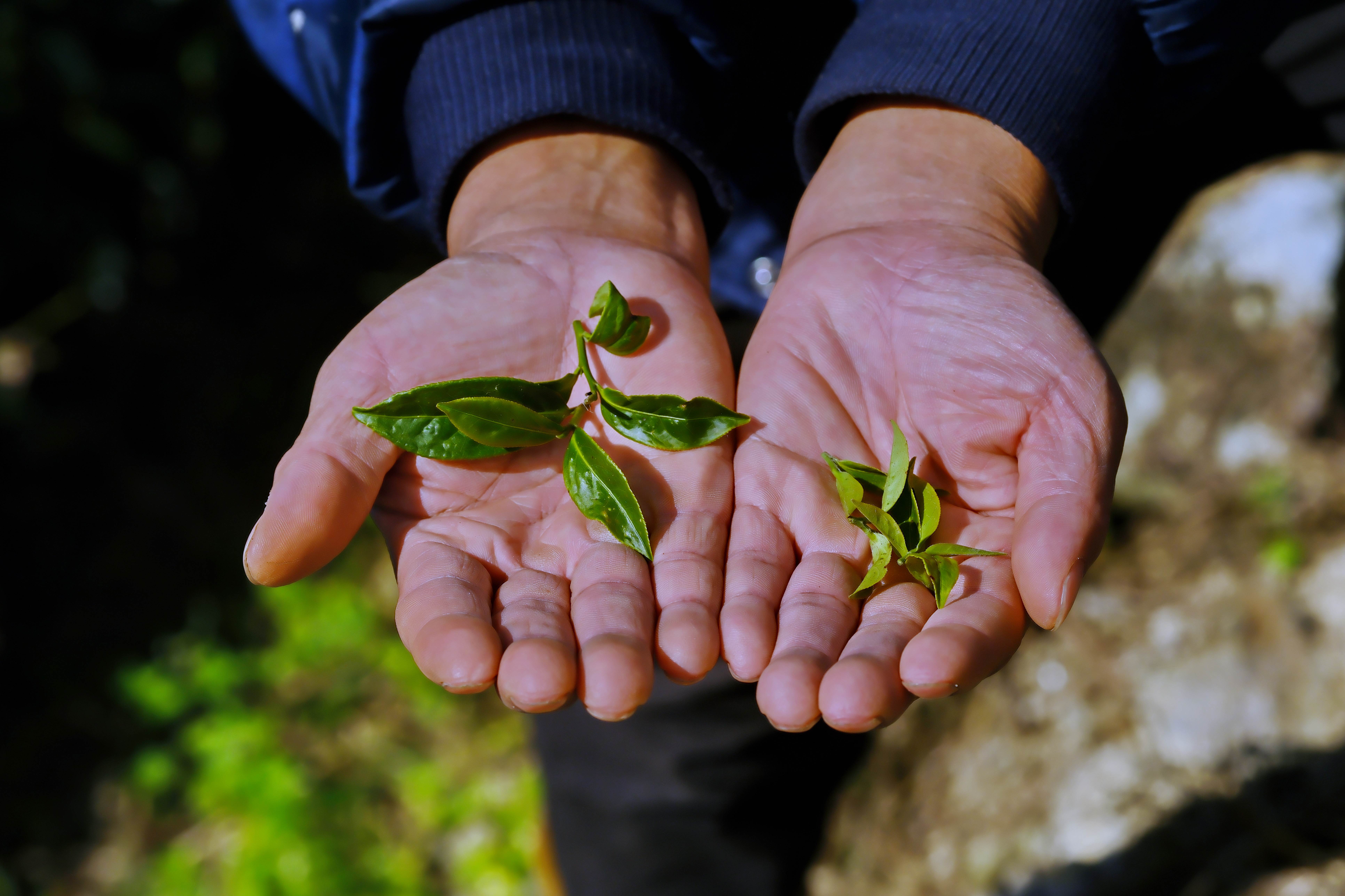 不同年齡的一心二葉，各有不同的茶葉製作方法。