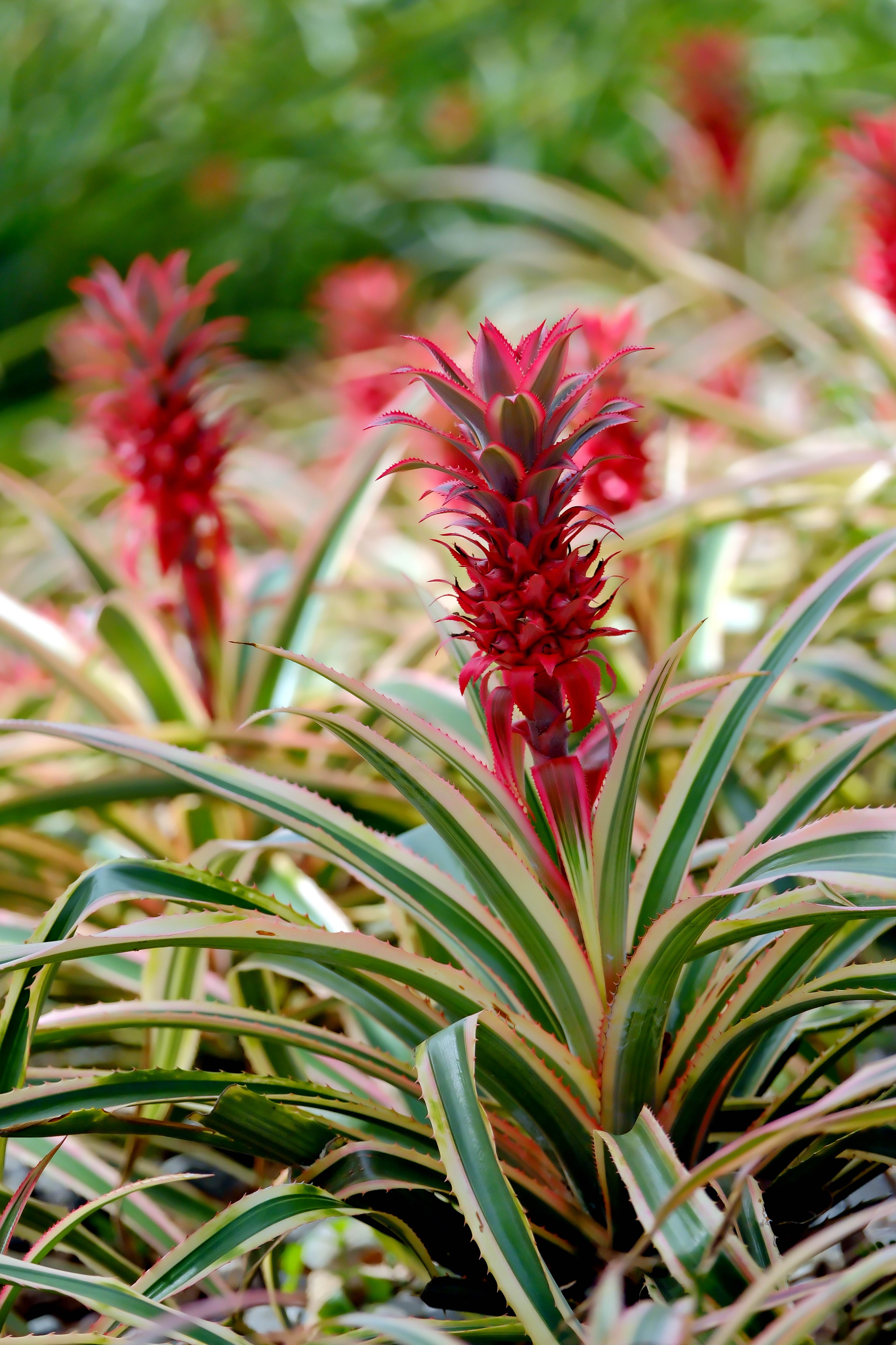 先端冠芽發達，果實小的鳳梨花，花果並茂，是祭拜時的供品新亮點。
