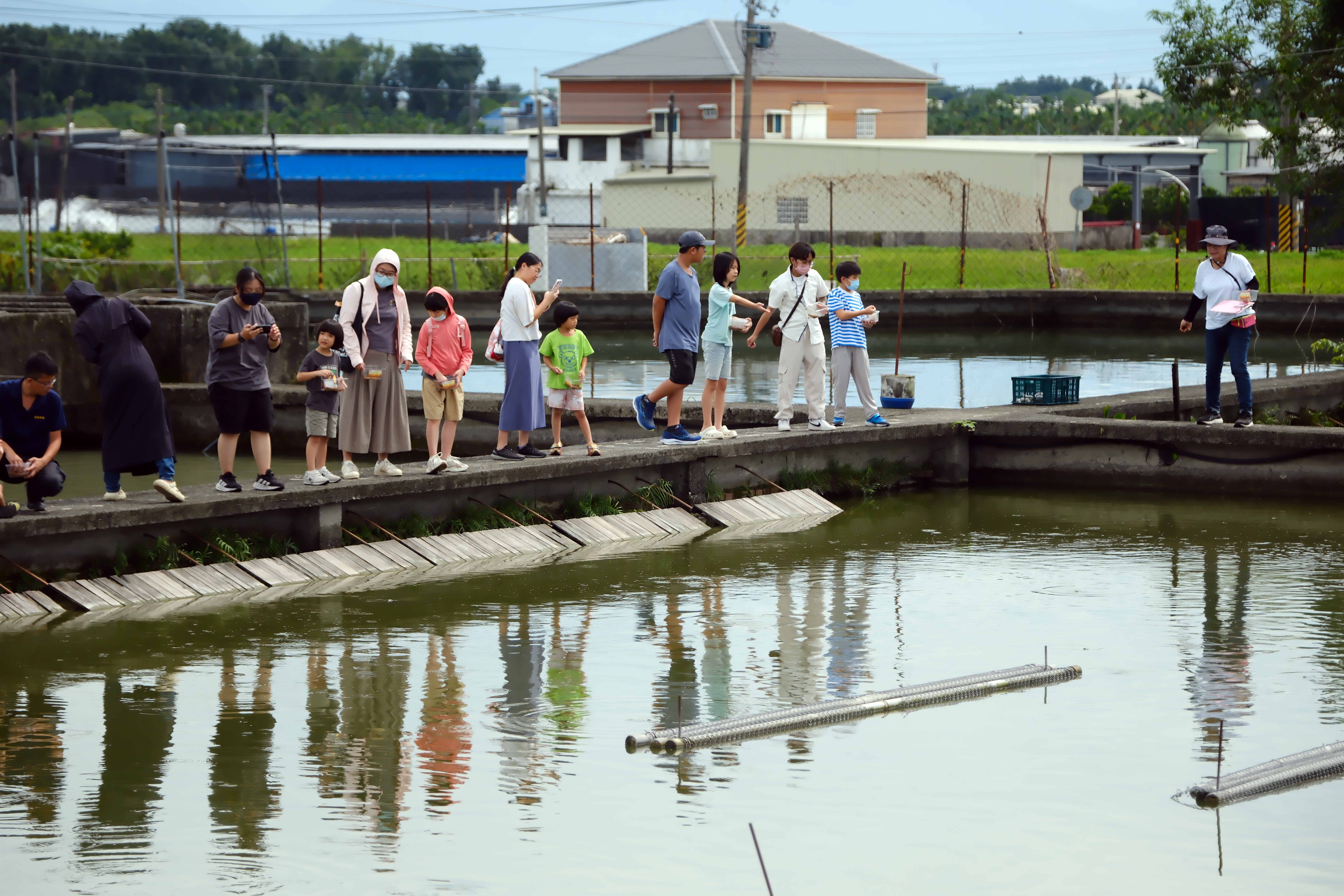 摸完小鱉，就轉移到水池邊投餵大鱉。