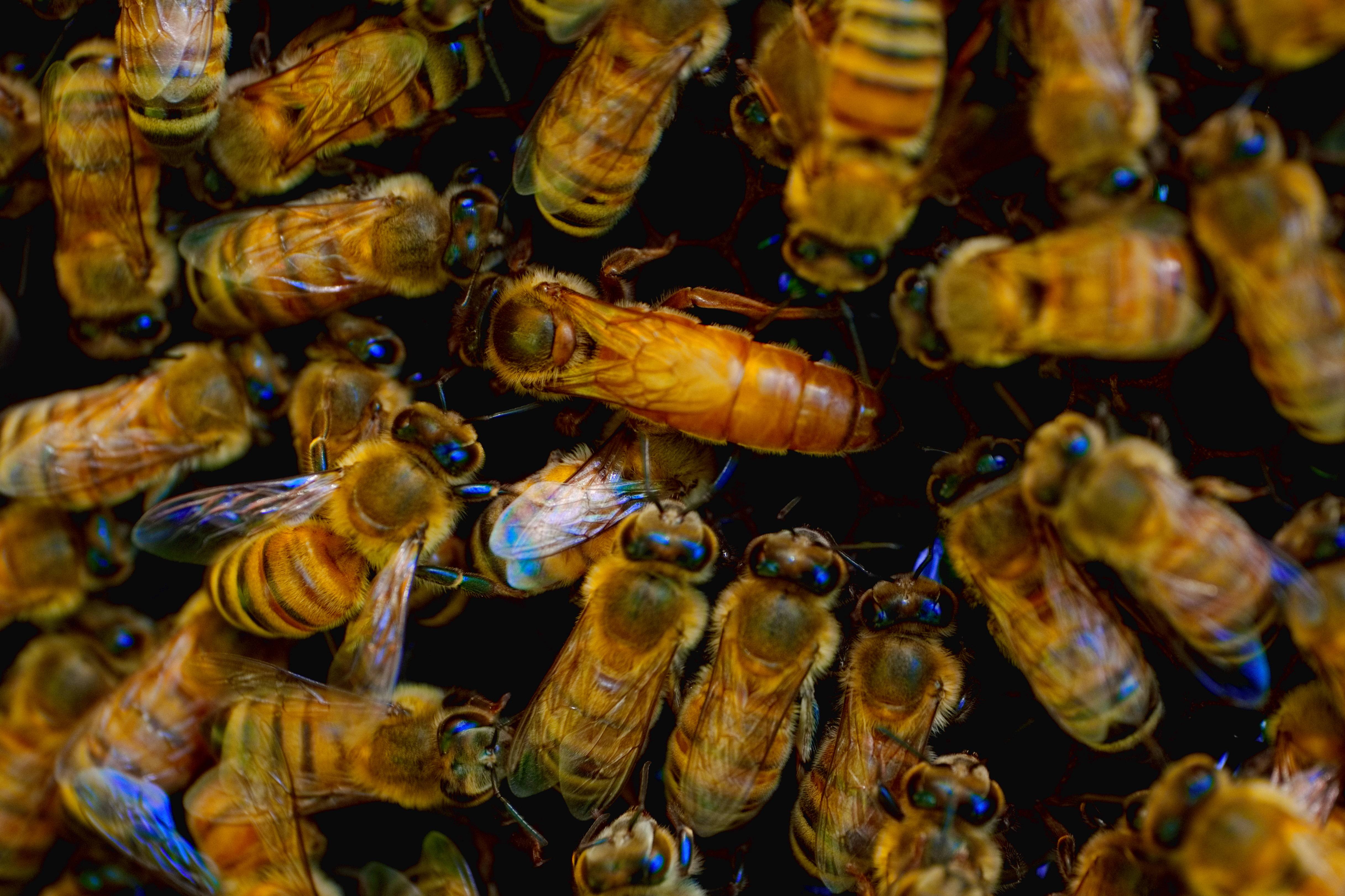 被公蜂群圍繞保護的女王蜂。