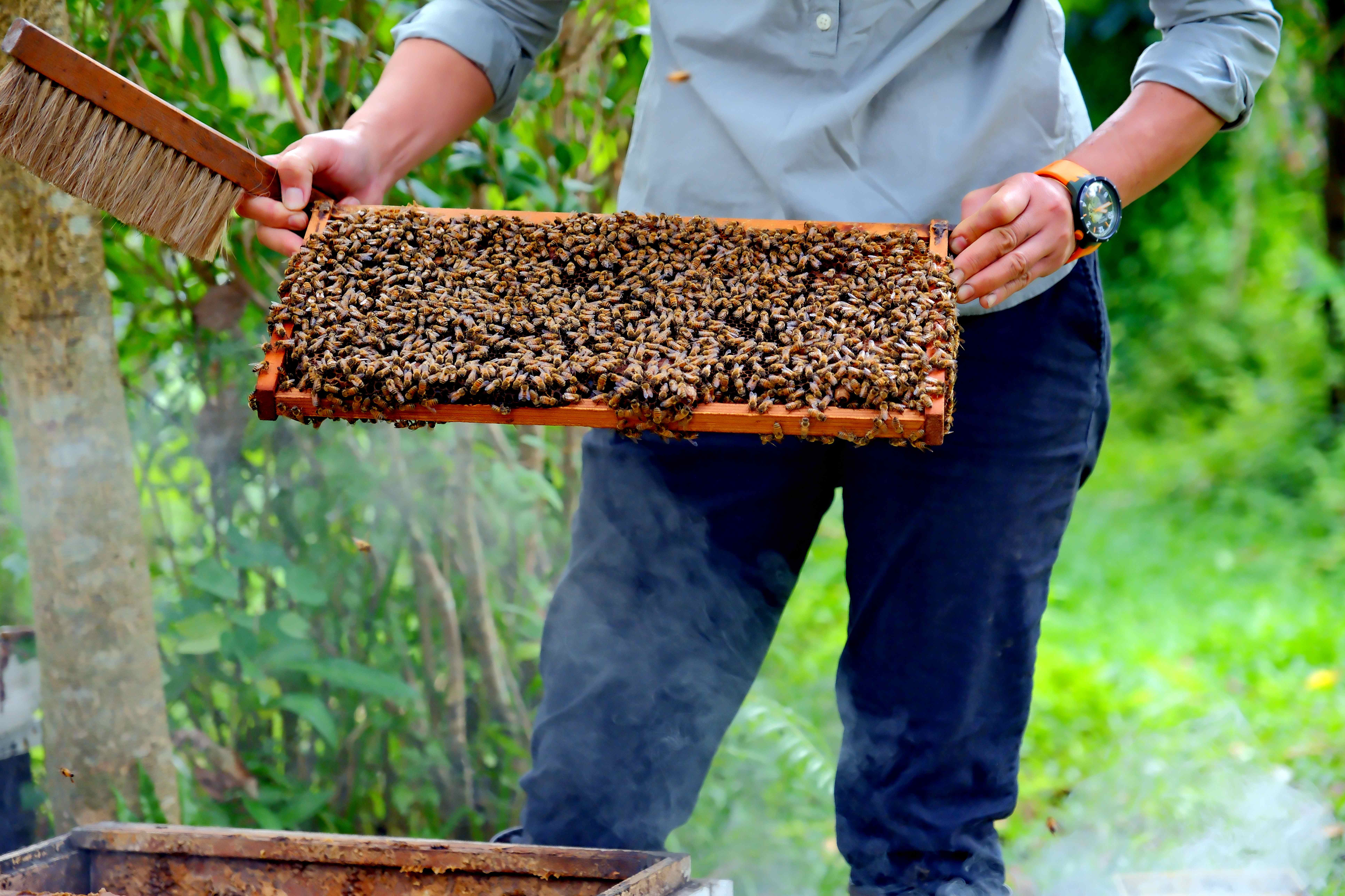 近身體驗觀察蜜蜂巢片。