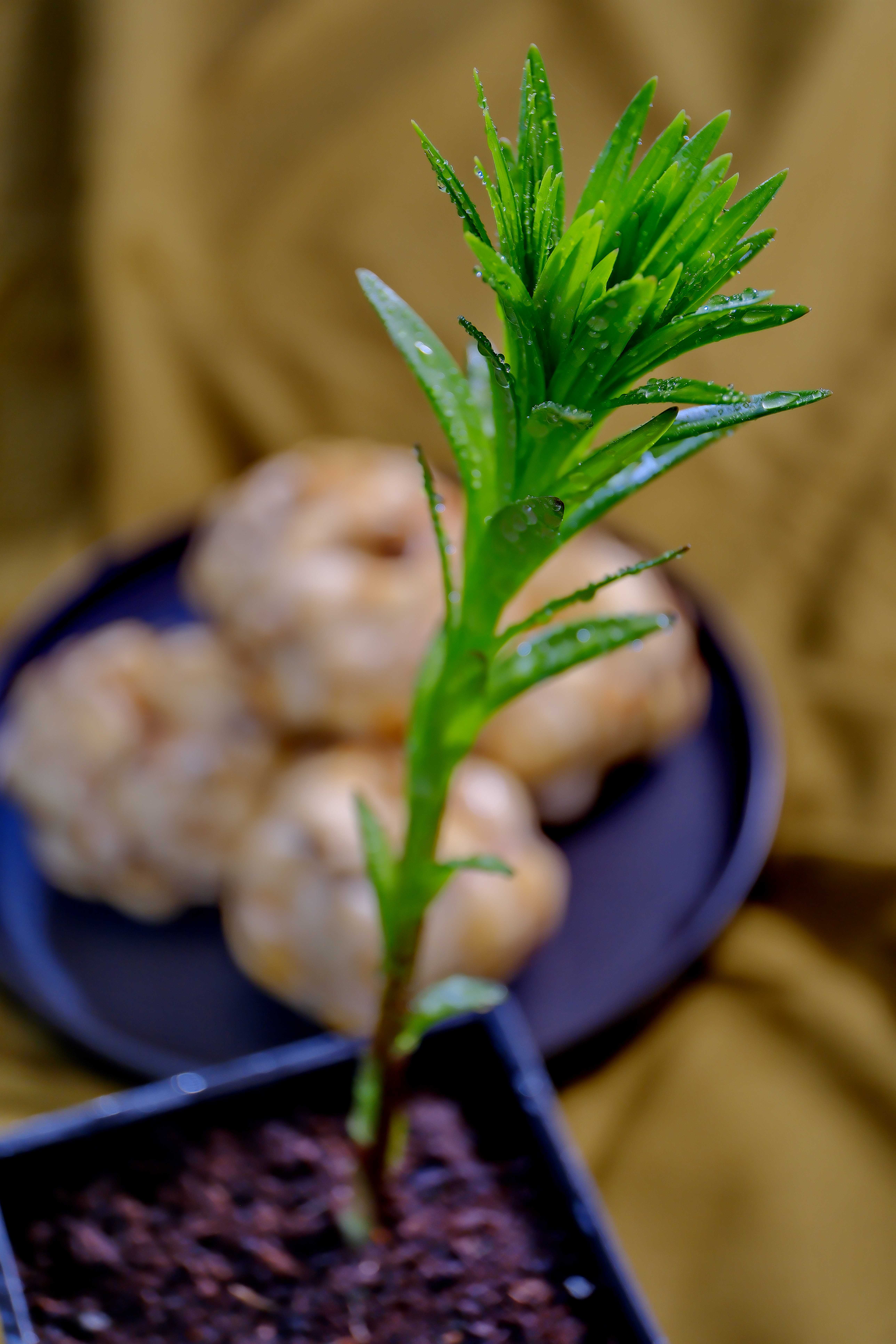 食用百合的植株。