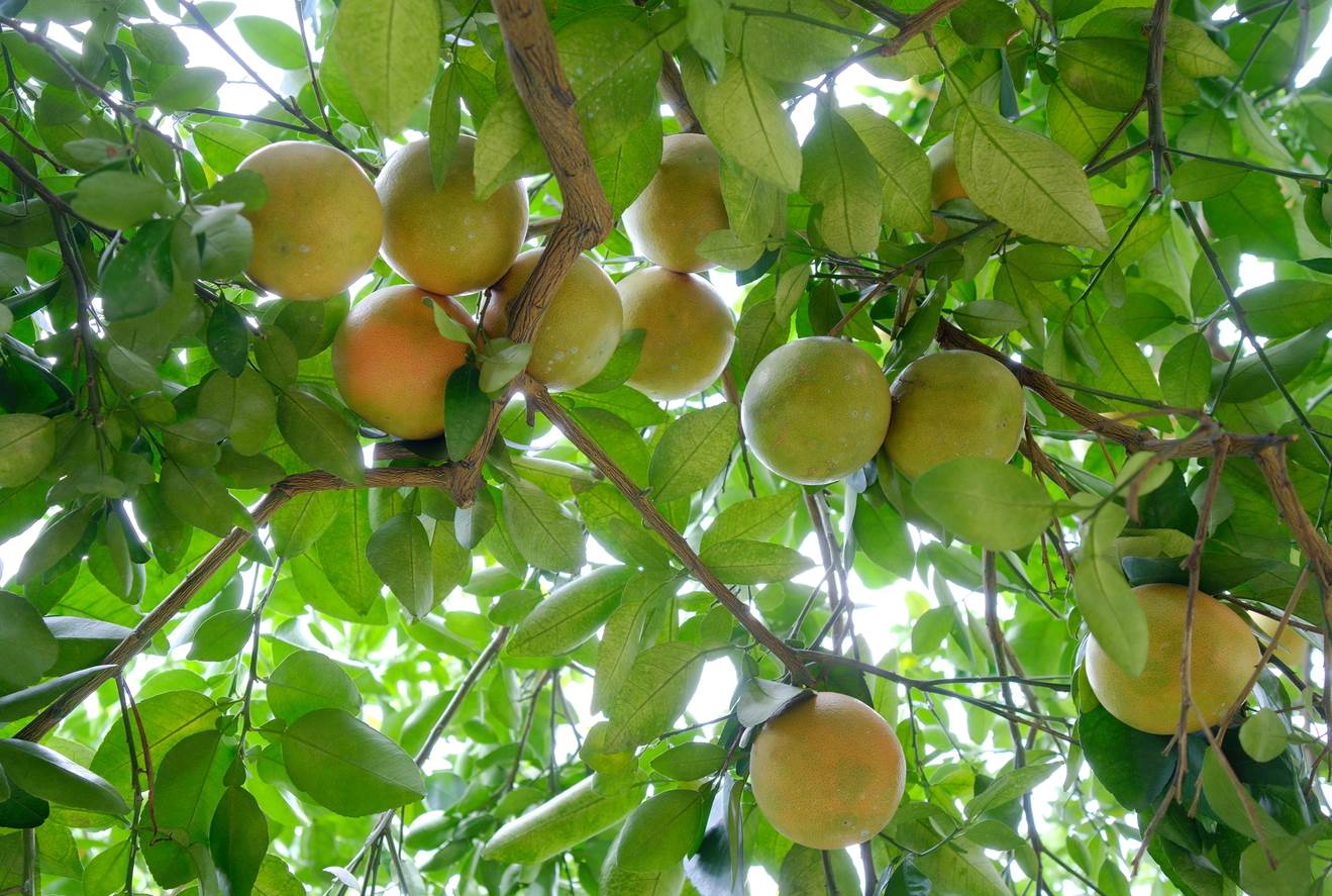 「紅寶石葡萄柚」，果實外型是柚子中最亮麗，紅色果肉漂亮討喜，果實成熟有特殊的柚香深受消費者喜愛。