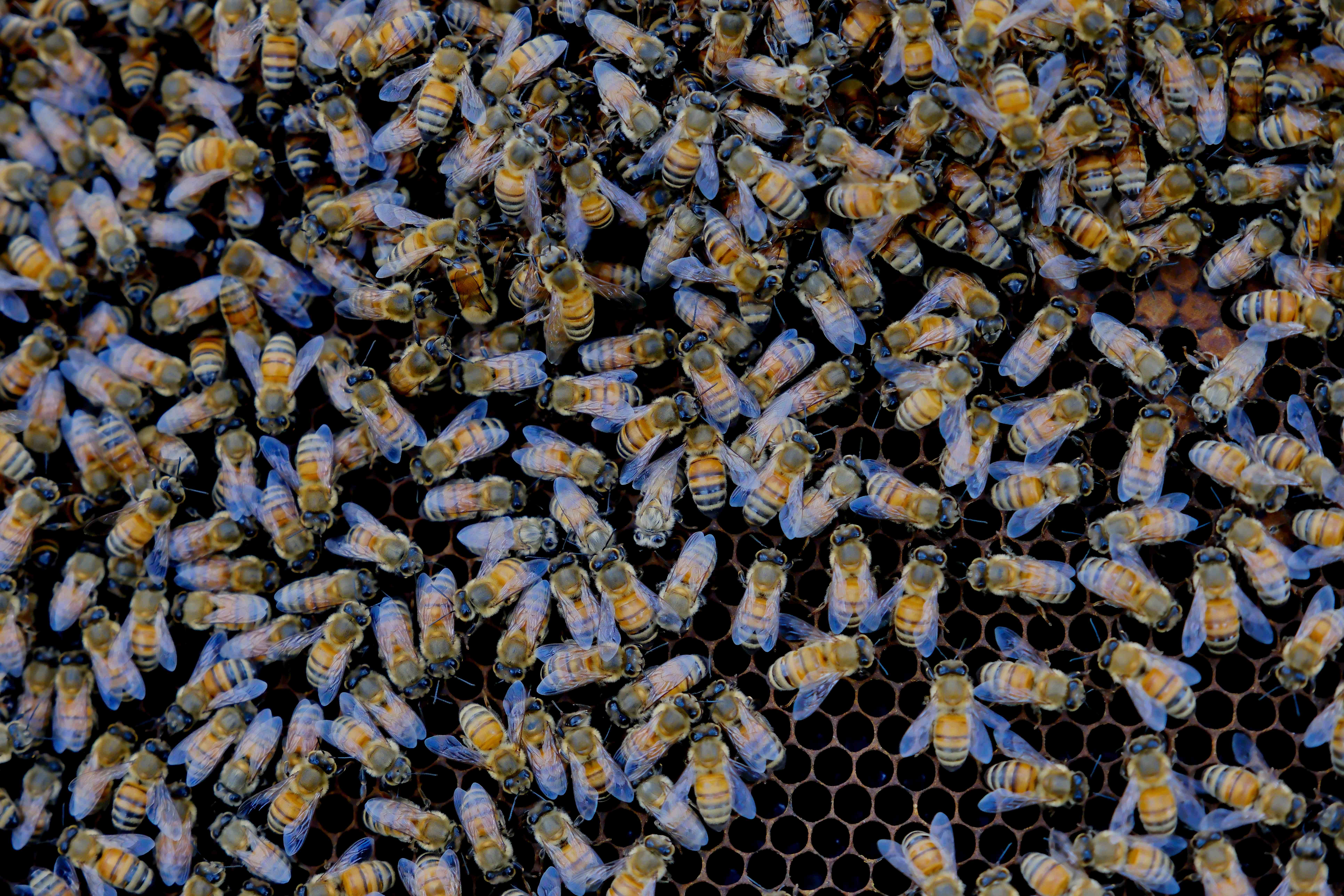 來自義大利的蜂群，是「多多鳥濕地學校」最重要的生態資源。