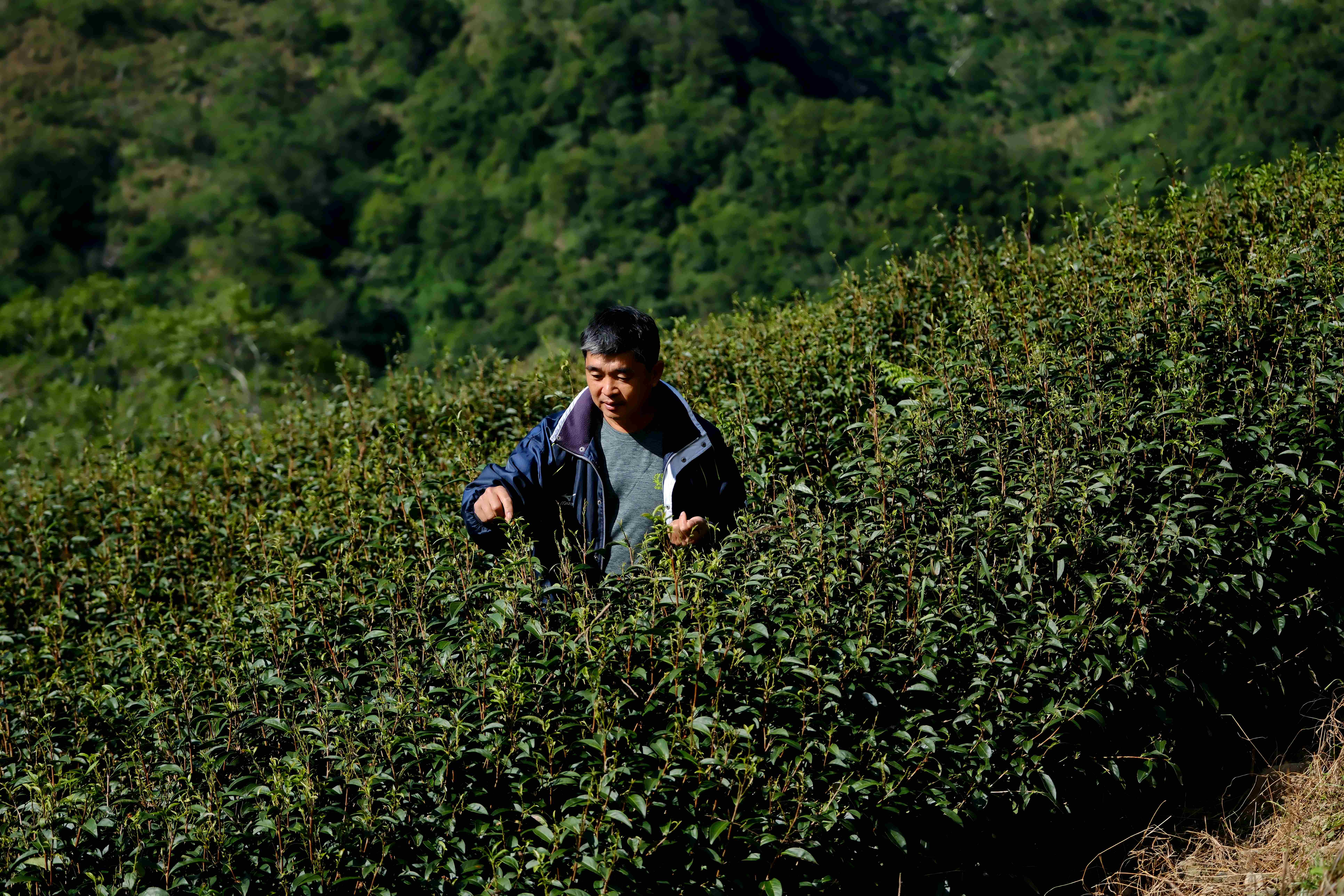 對茶葉情有獨鍾的主人陳盈利，一到果園就眼睛發亮，侃侃而談茶葉種種，欲罷不能。