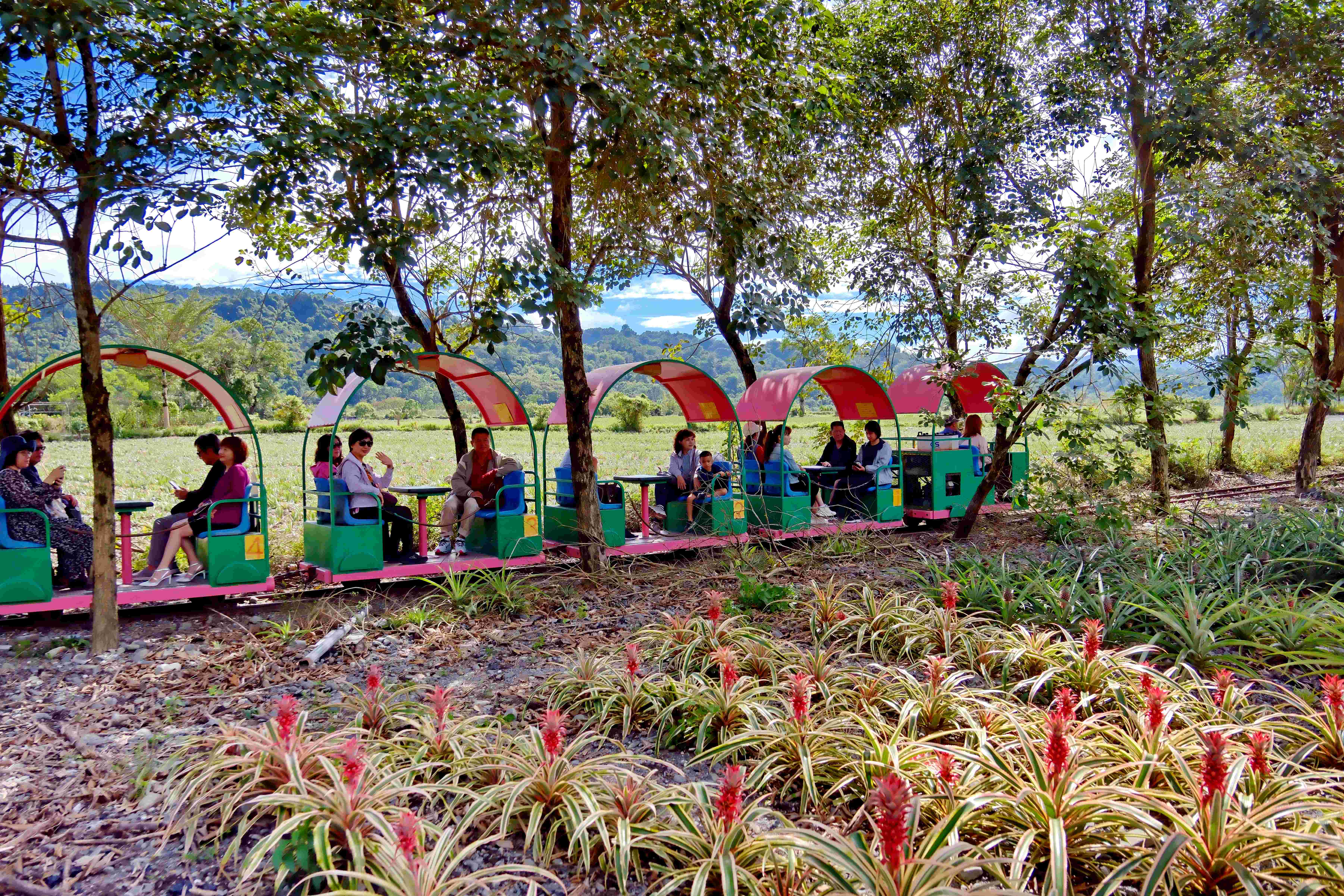 搭乘1314 幸福小火車遊造林地，穿越美麗的鳳梨田。