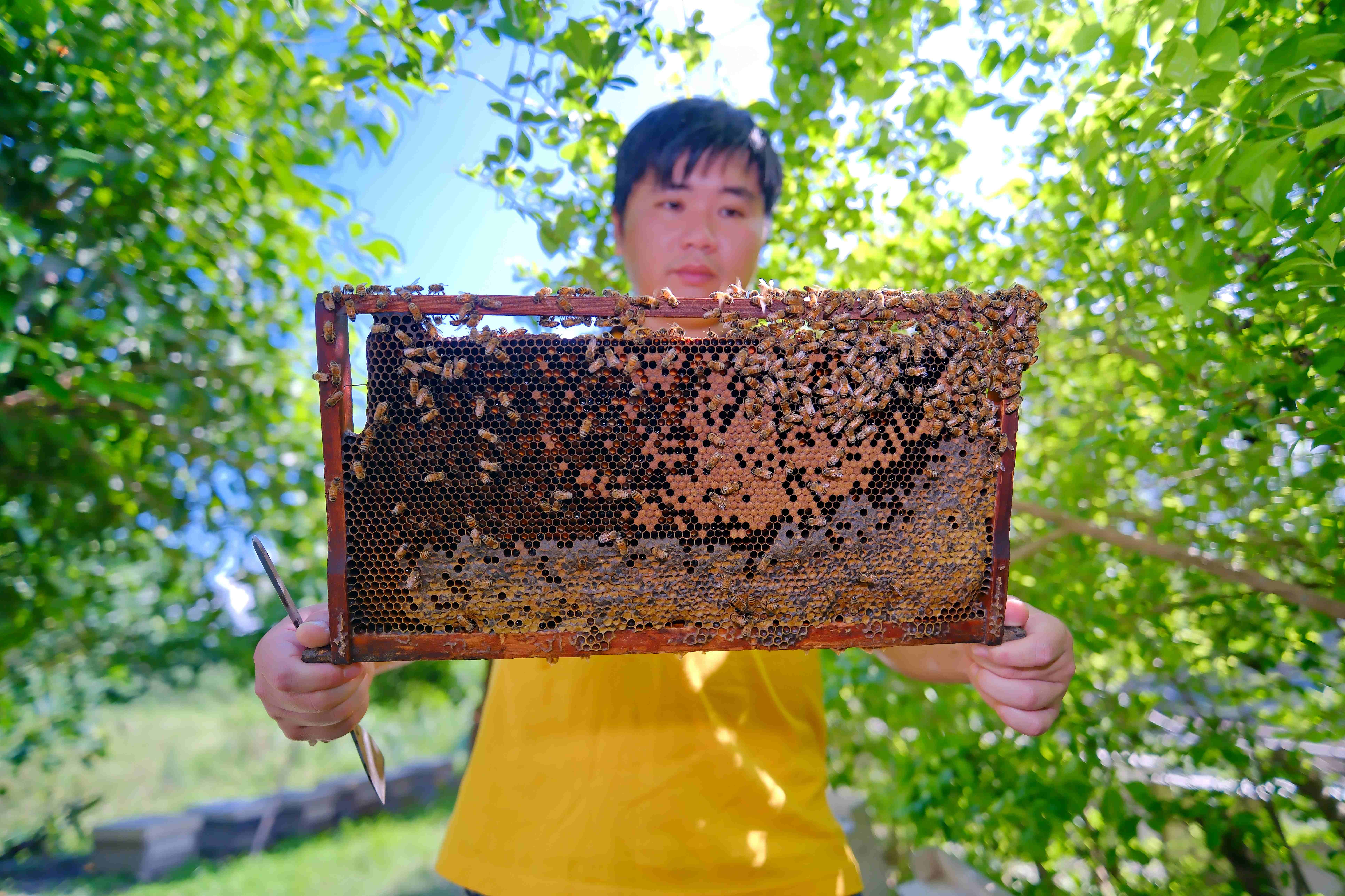「蜜蜂盒子」主人蔡杰憲對蜜蜂有著特別的情感。