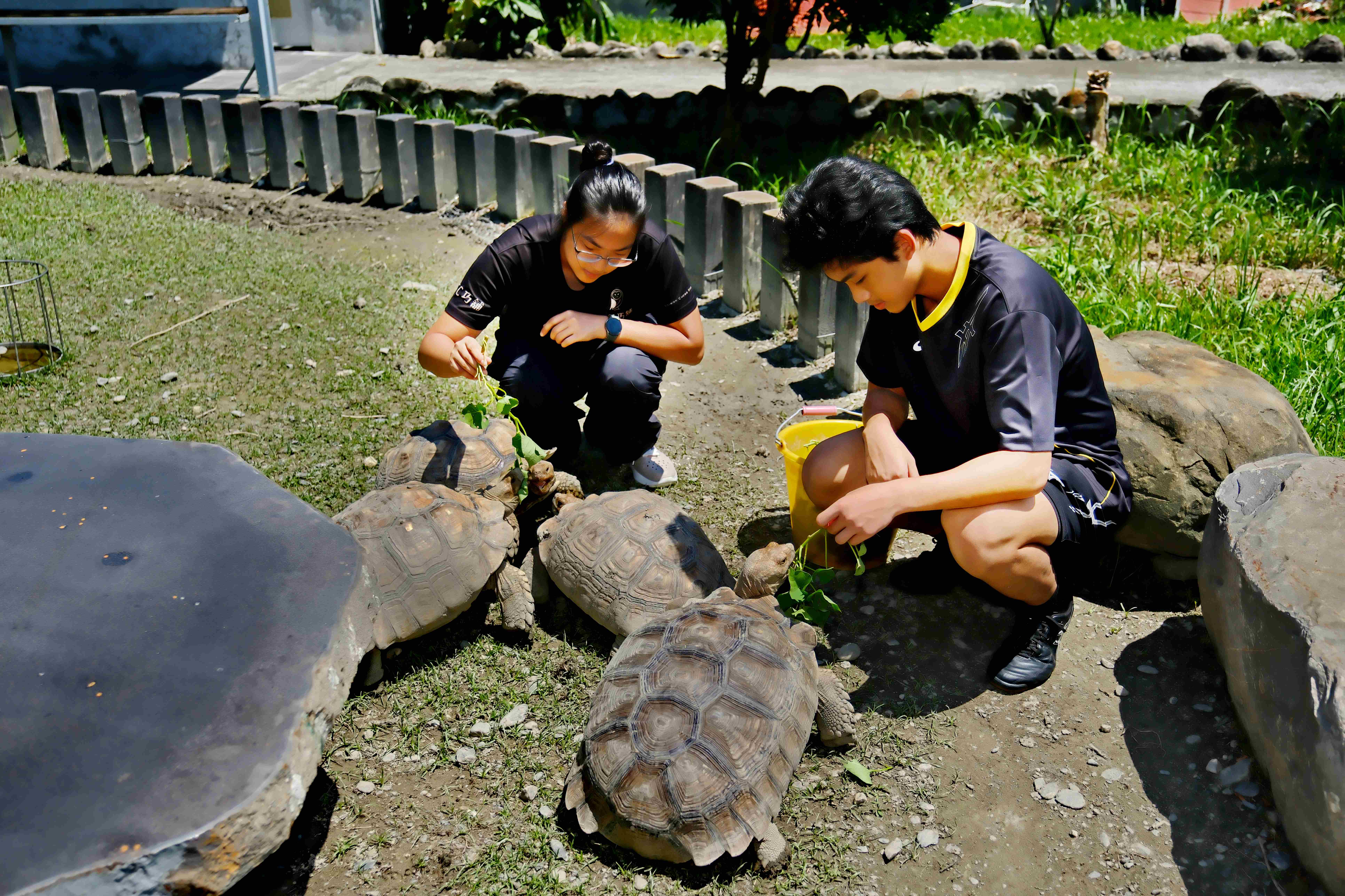 園區內可近身餵食寵物：蘇卡達象龜，名字分別是阿美、阿呆、阿金跟阿水。