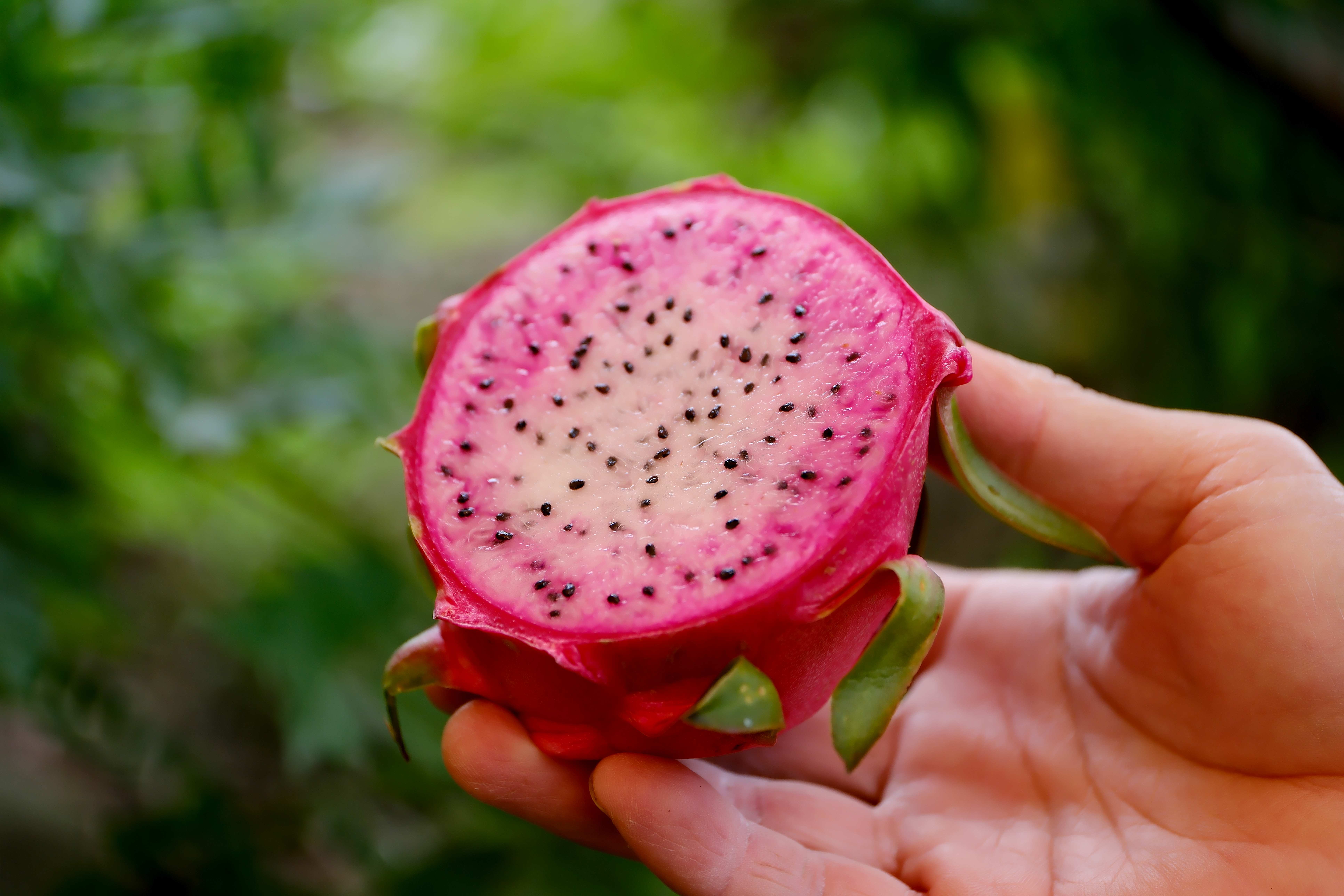 外觀與一般火龍果相似，切開後果皮至果肉中心，呈現由紅轉白的漸層暈染，非常好看。