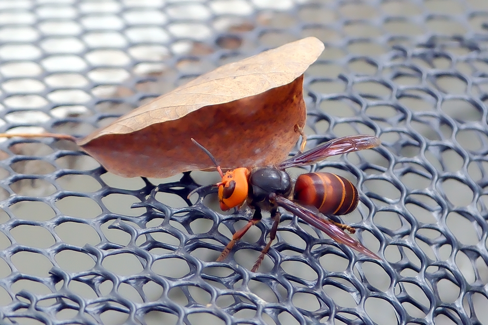 虎頭蜂體型通常較大，身體呈黑色或深色，帶有明顯的黃色或橙色斑紋，以兇猛的捕食性聞名。