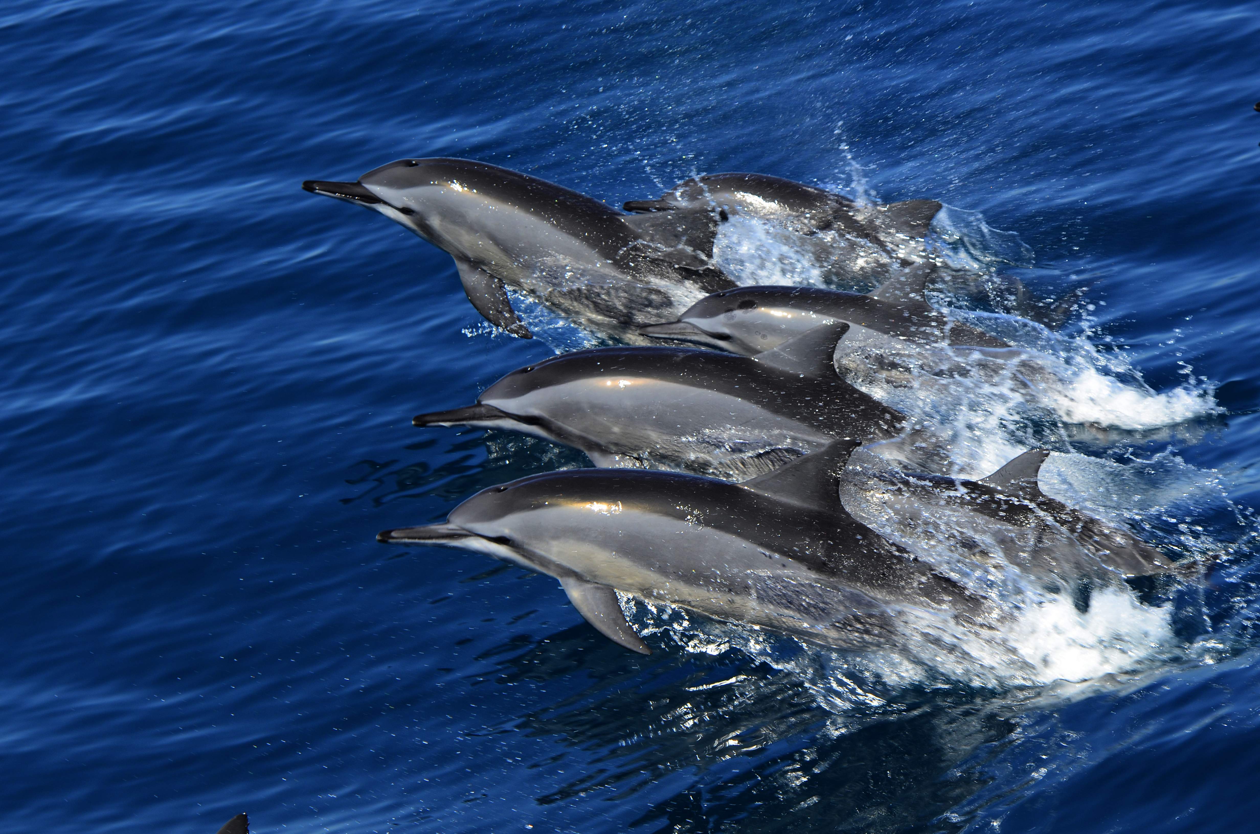 船邊逐浪的海豚群，場面壯觀。(鯨世界提供)