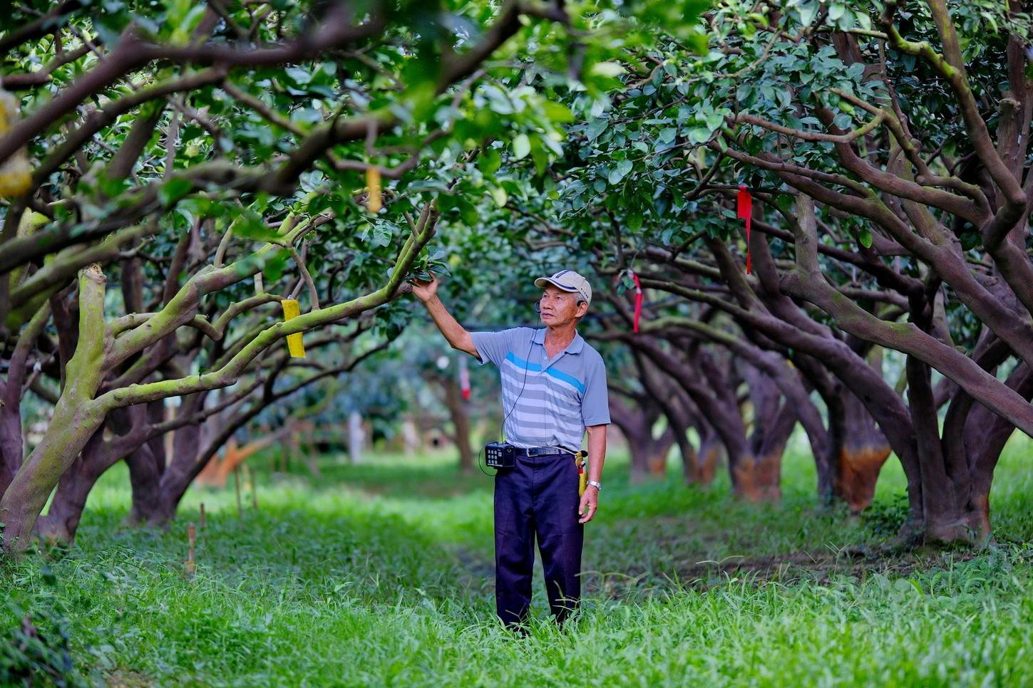 農場主人陳萬生巡視果樹群形成的綠色隧道。