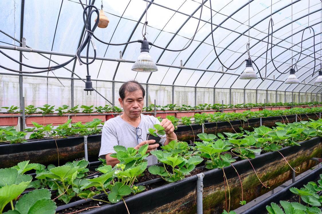 「菩提園有機農場」，是有機認證通通過的場域。溫室裡則種植草莓。