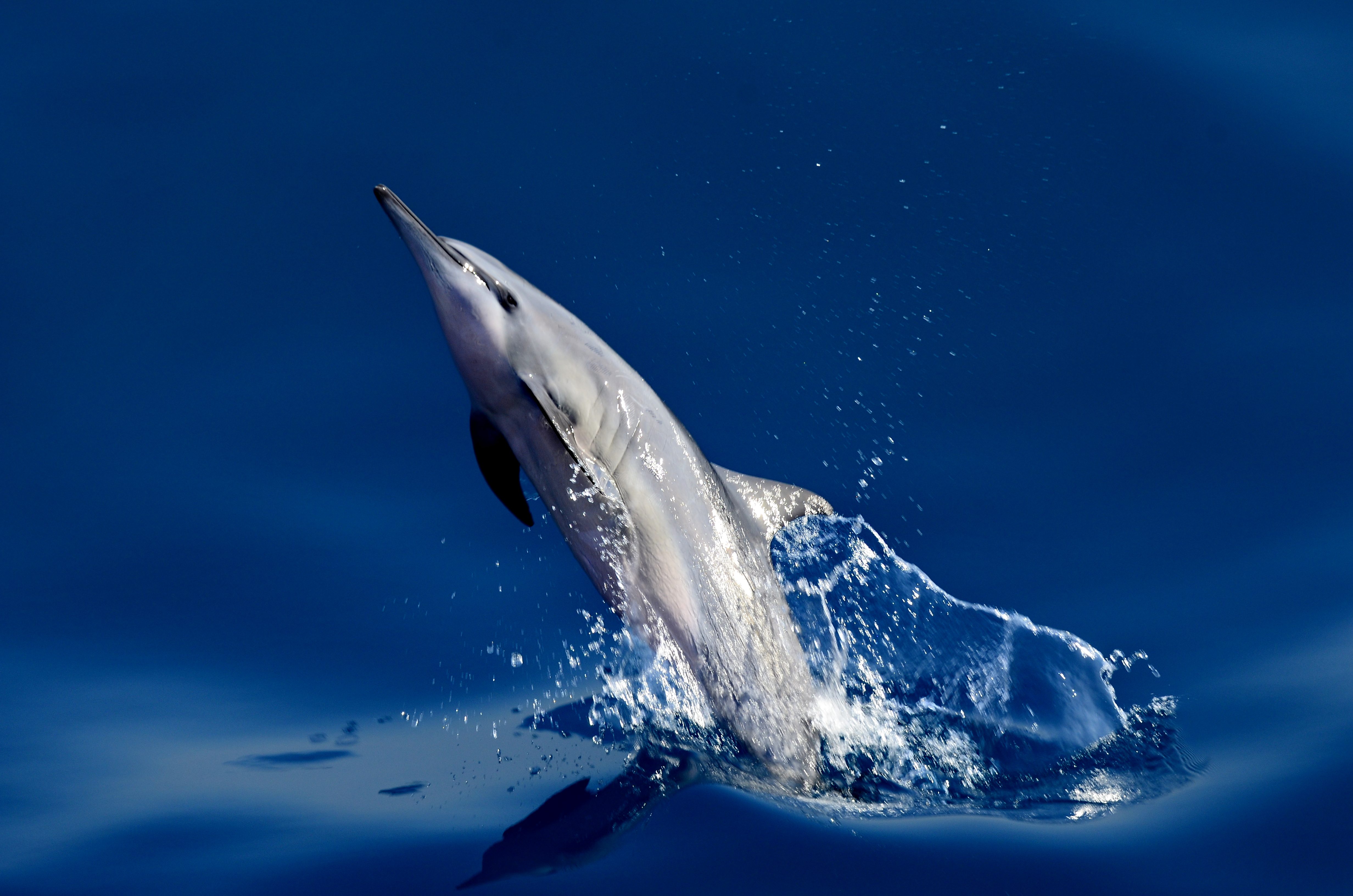 海豚出水的美妙曼姿。(鯨世界提供)